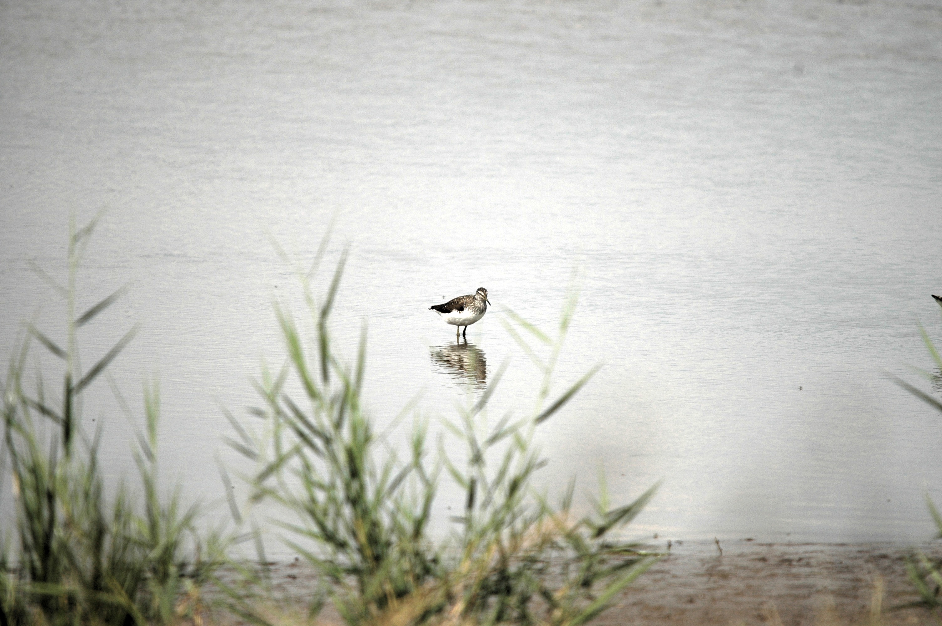 photos/wildlife/Bird_Species/063-Waders/1562-Wood_Sandpiper/DSC_6882.JPG