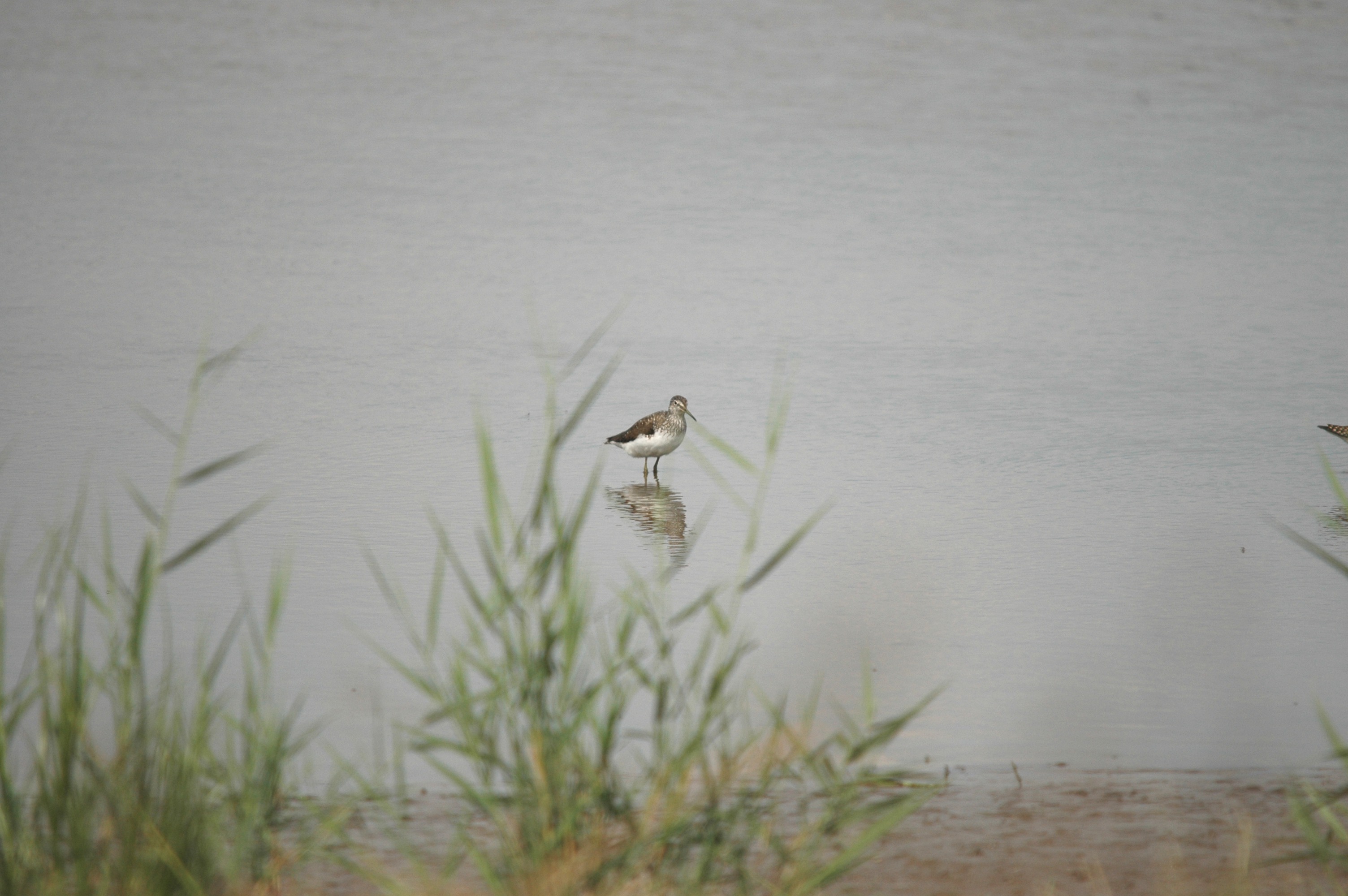 photos/wildlife/Bird_Species/063-Waders/1562-Wood_Sandpiper/DSC_6883.JPG