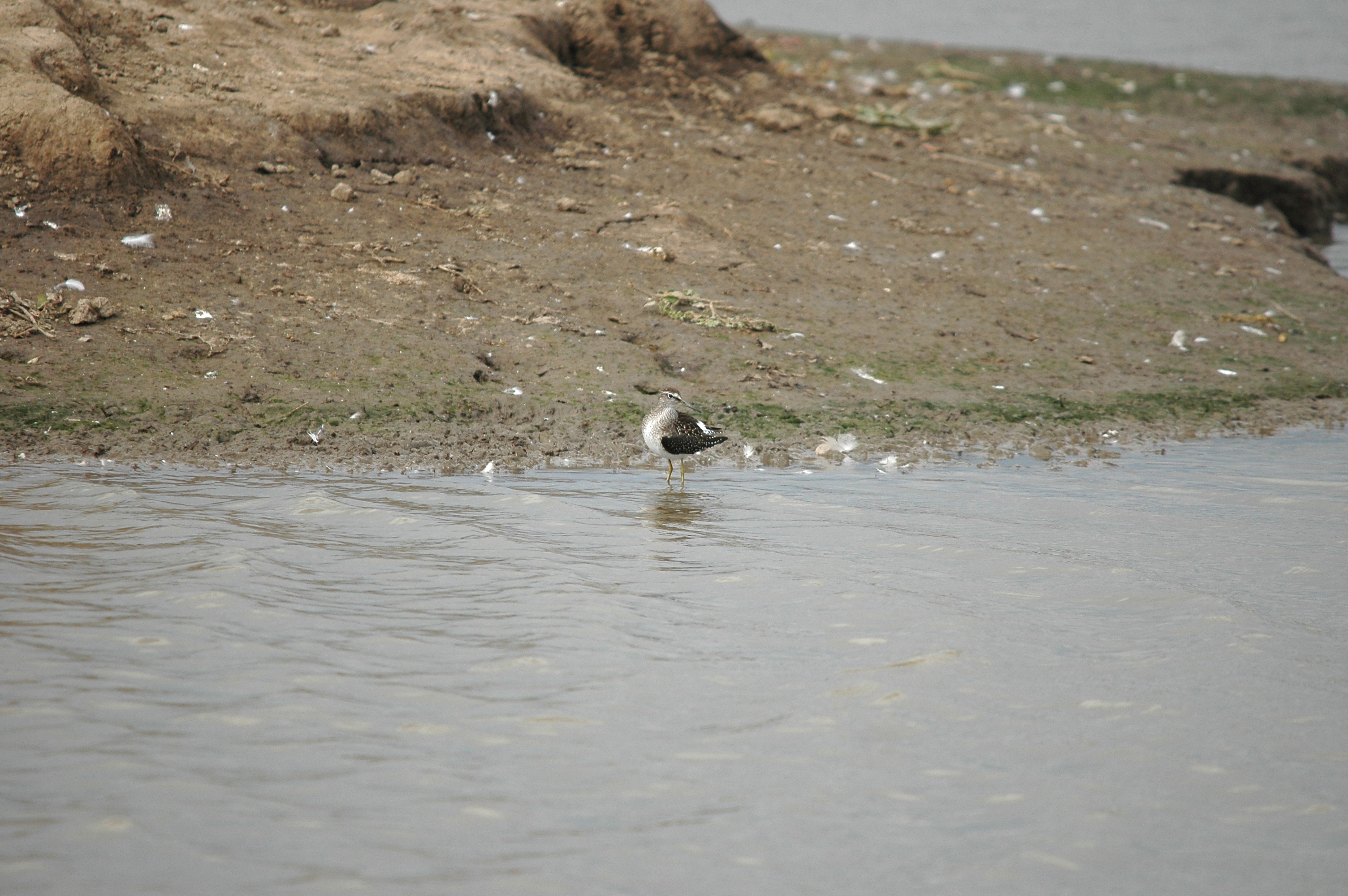 photos/wildlife/Bird_Species/063-Waders/1562-Wood_Sandpiper/DSC_7259.JPG
