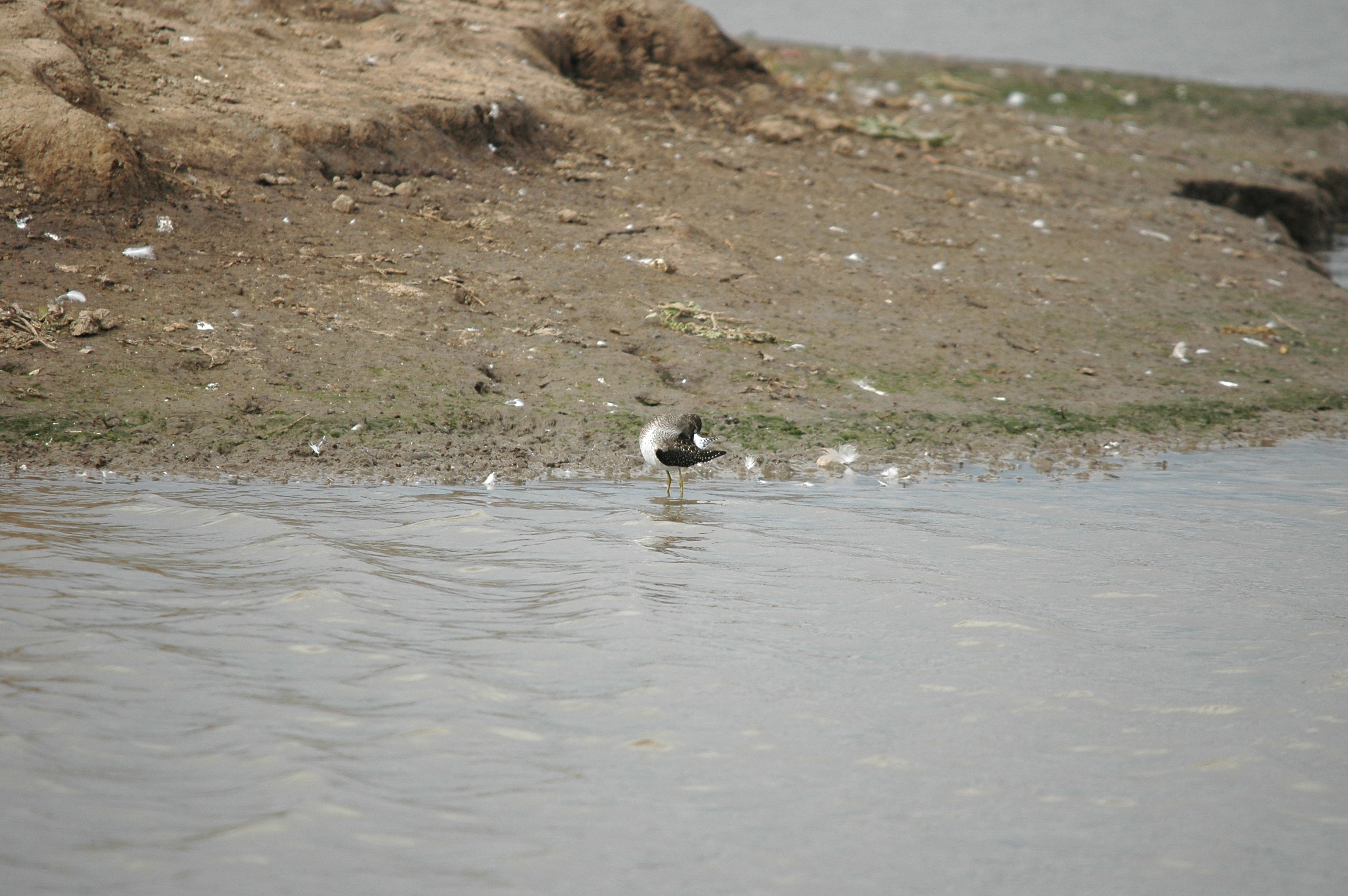 photos/wildlife/Bird_Species/063-Waders/1562-Wood_Sandpiper/DSC_7260.JPG