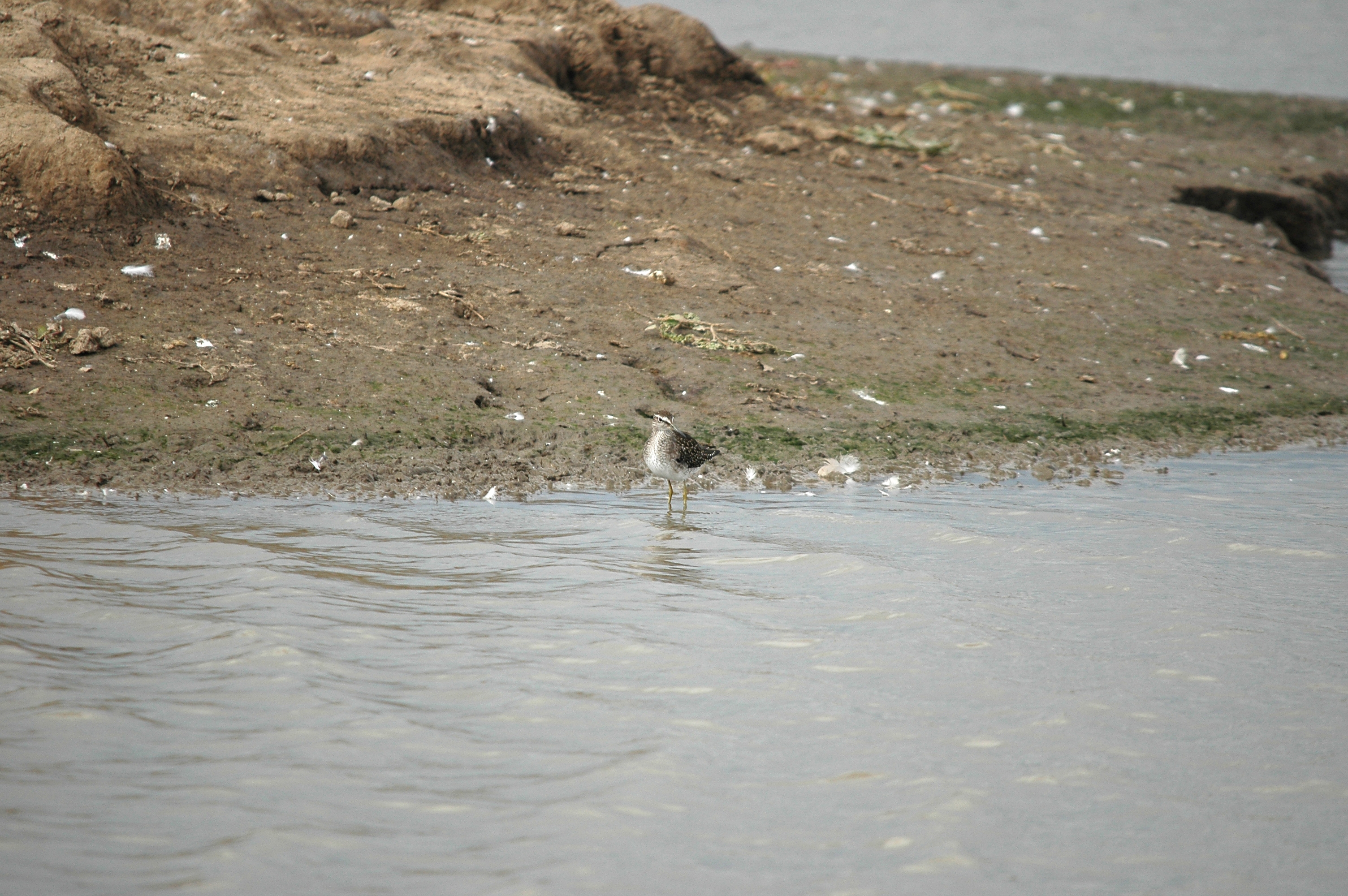 photos/wildlife/Bird_Species/063-Waders/1562-Wood_Sandpiper/DSC_7261.JPG