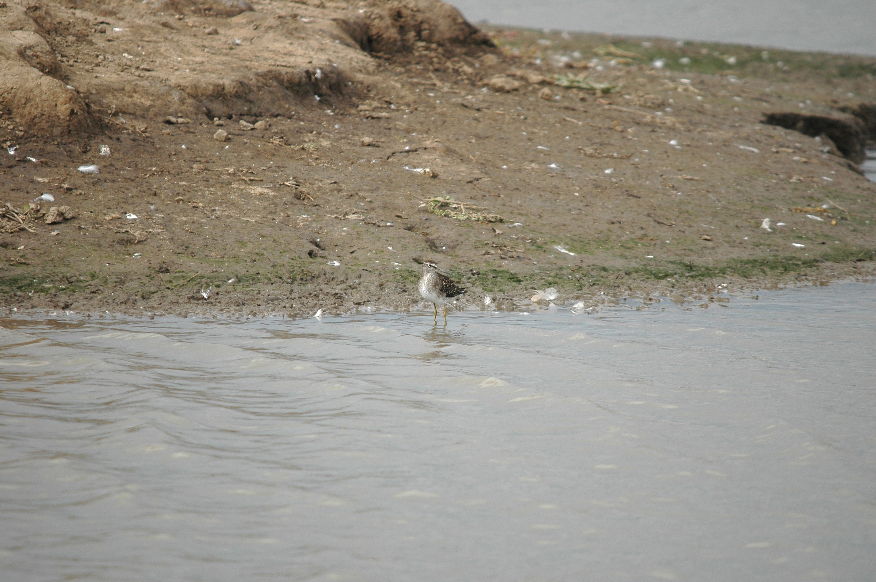 photos/wildlife/Bird_Species/063-Waders/1562-Wood_Sandpiper/DSC_7262.JPG