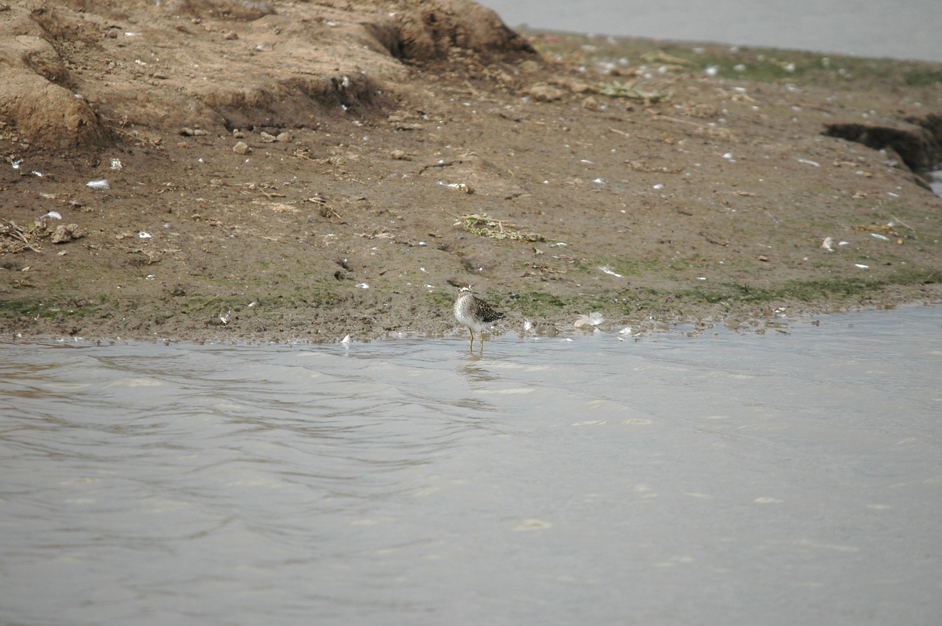 photos/wildlife/Bird_Species/063-Waders/1562-Wood_Sandpiper/DSC_7263.JPG