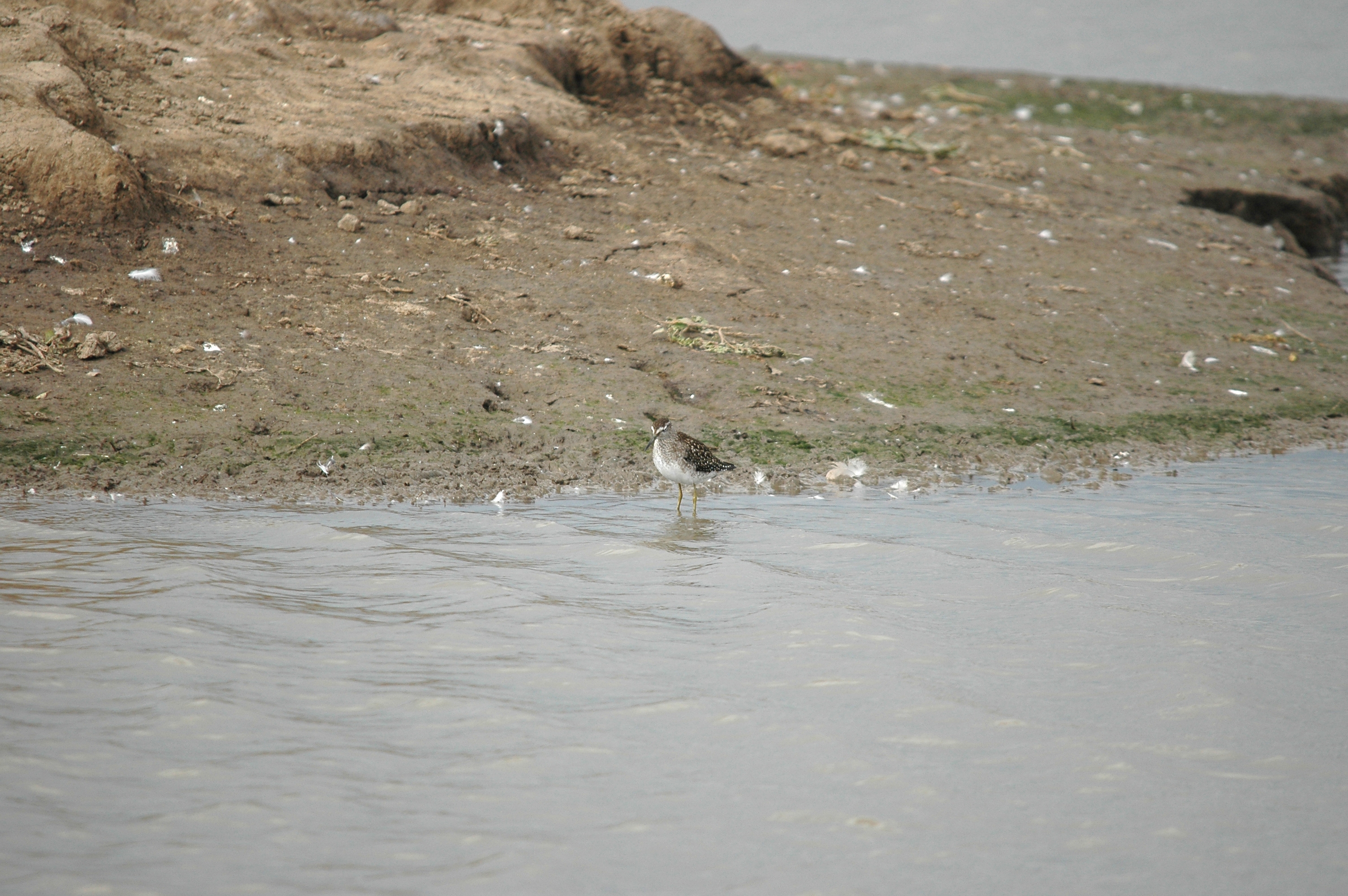 photos/wildlife/Bird_Species/063-Waders/1562-Wood_Sandpiper/DSC_7265.JPG