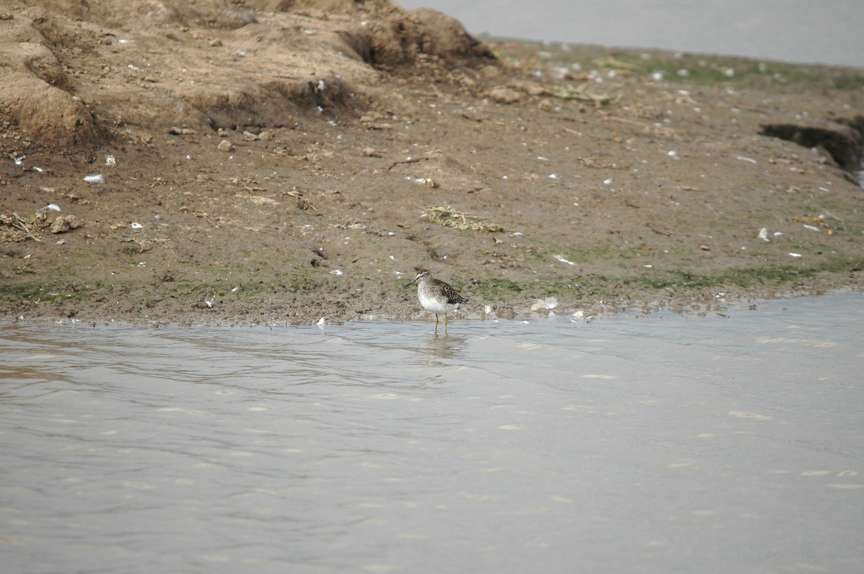 photos/wildlife/Bird_Species/063-Waders/1562-Wood_Sandpiper/DSC_7266.JPG