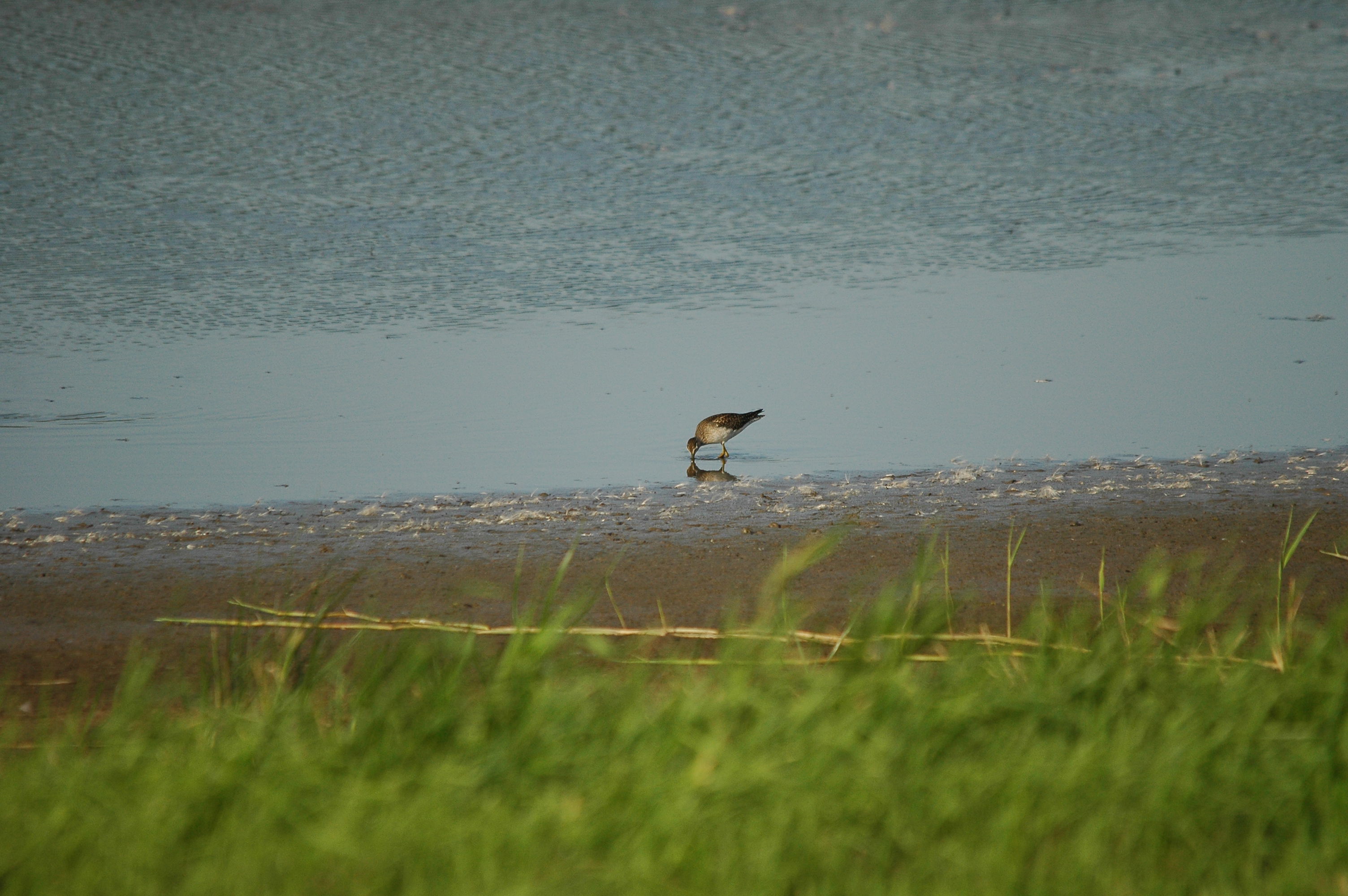 photos/wildlife/Bird_Species/063-Waders/1562-Wood_Sandpiper/dsc_3126.jpg