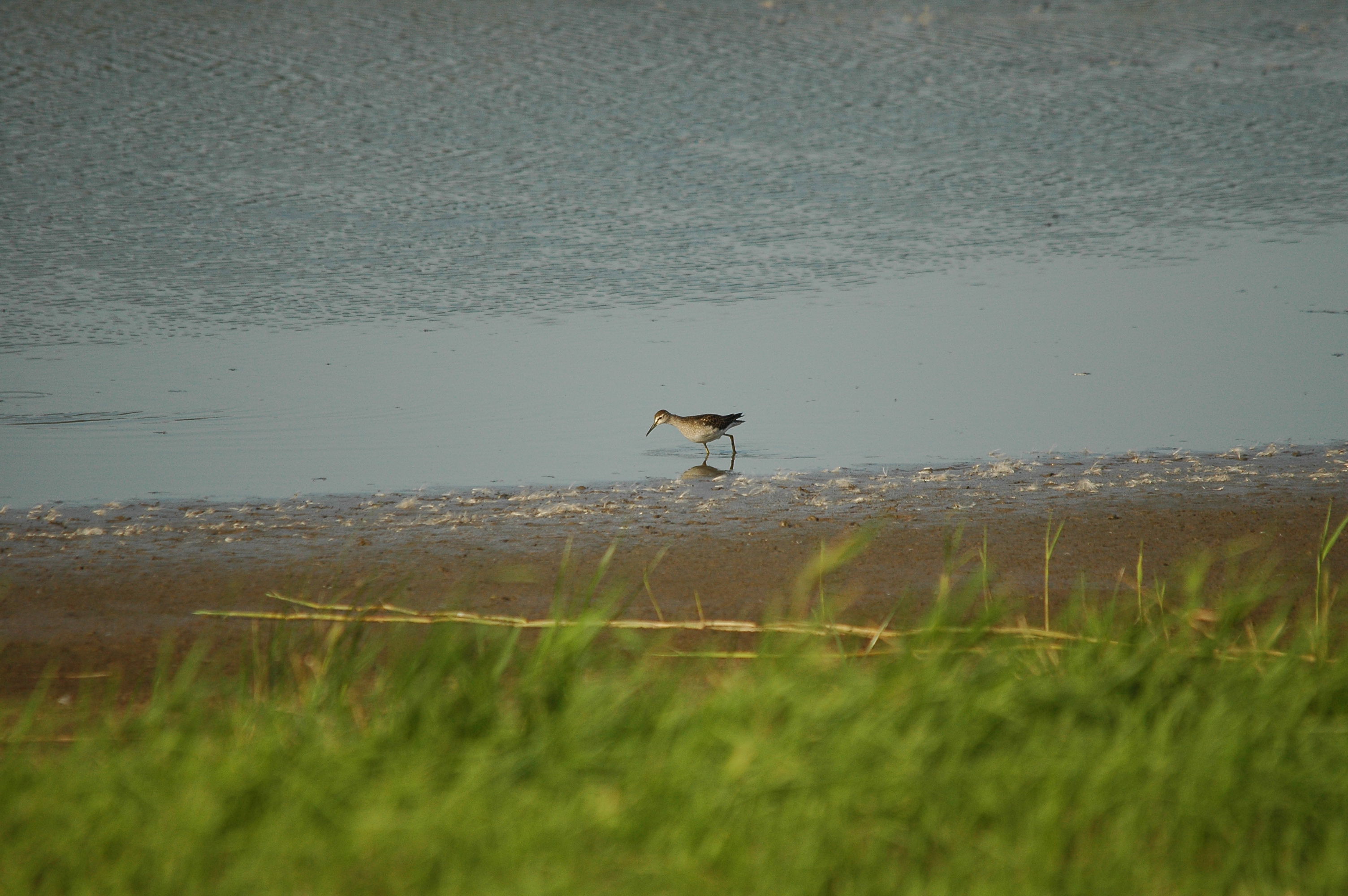 photos/wildlife/Bird_Species/063-Waders/1562-Wood_Sandpiper/dsc_3128.jpg