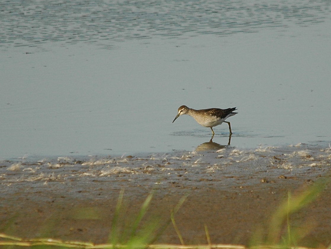 photos/wildlife/Bird_Species/063-Waders/1562-Wood_Sandpiper/dsc_3128_sm.jpeg