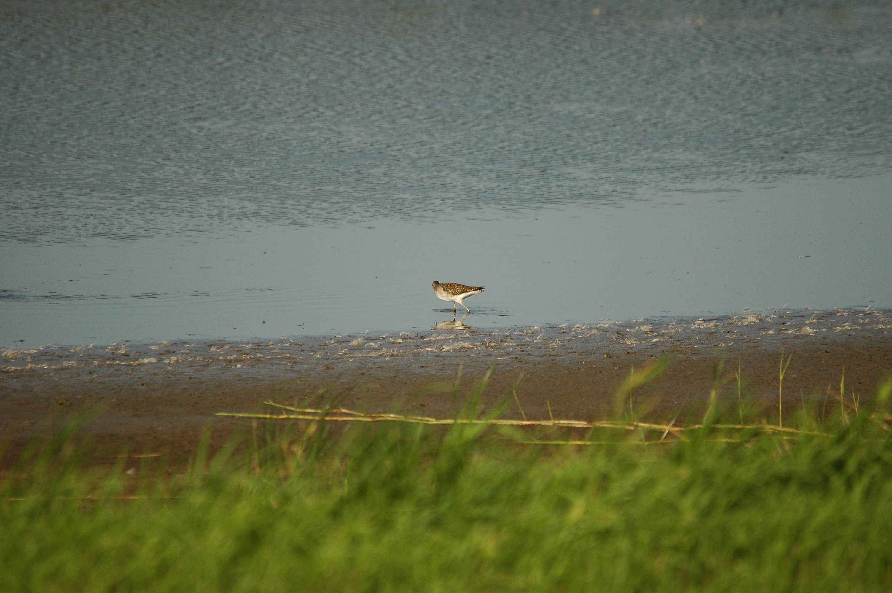 photos/wildlife/Bird_Species/063-Waders/1562-Wood_Sandpiper/dsc_3129.jpg