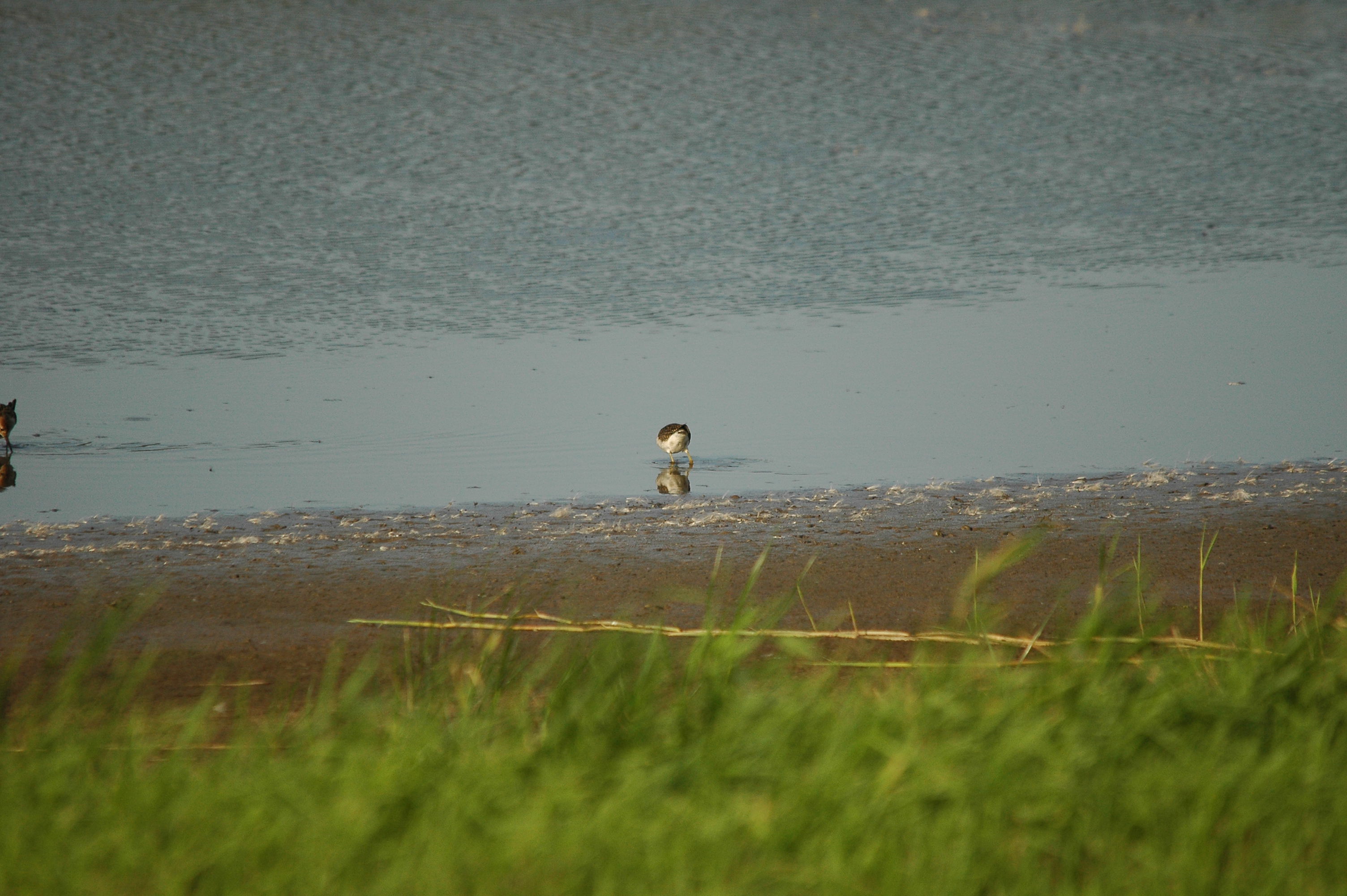 photos/wildlife/Bird_Species/063-Waders/1562-Wood_Sandpiper/dsc_3130.jpg