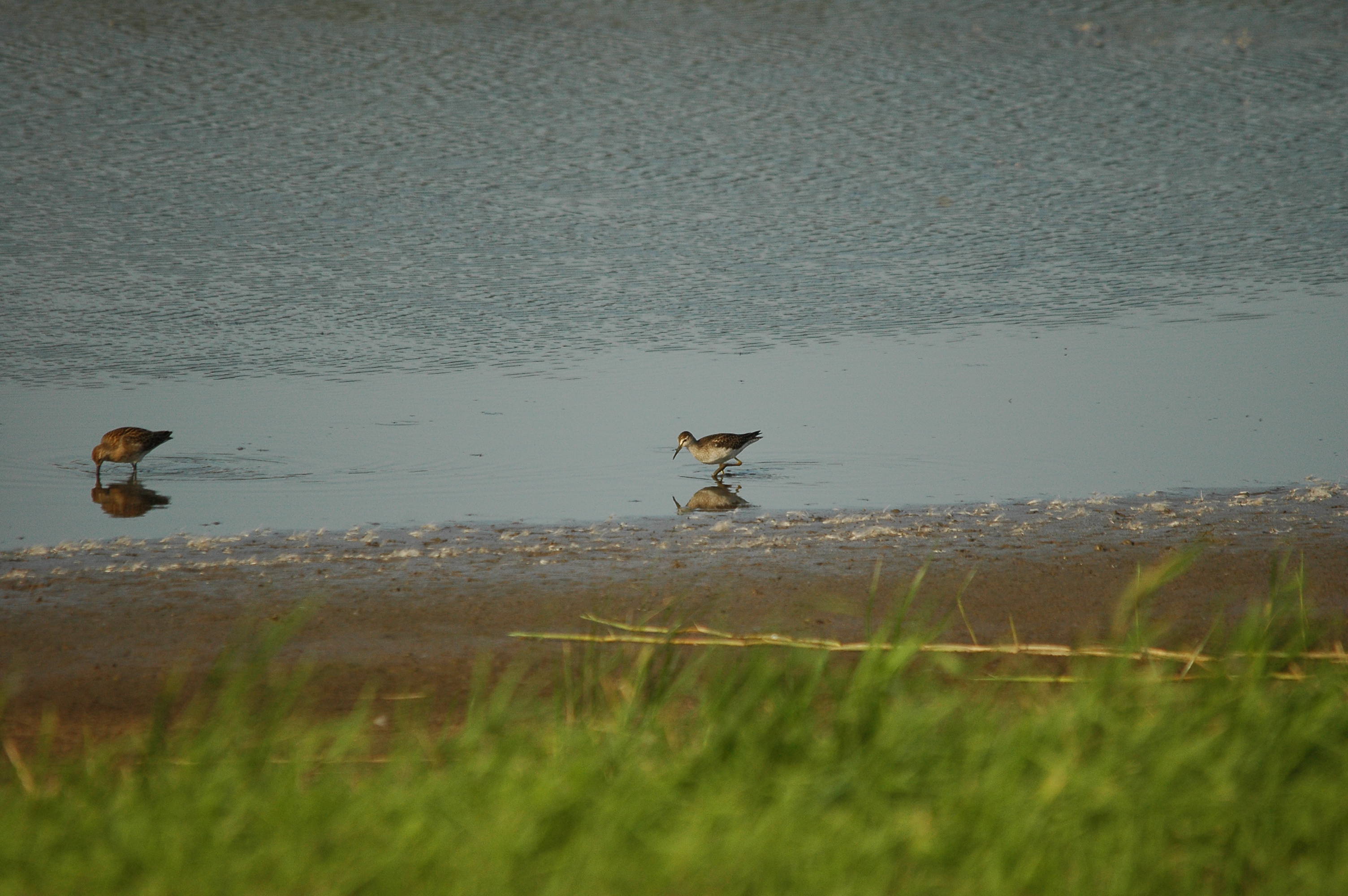 photos/wildlife/Bird_Species/063-Waders/1562-Wood_Sandpiper/dsc_3131.jpg