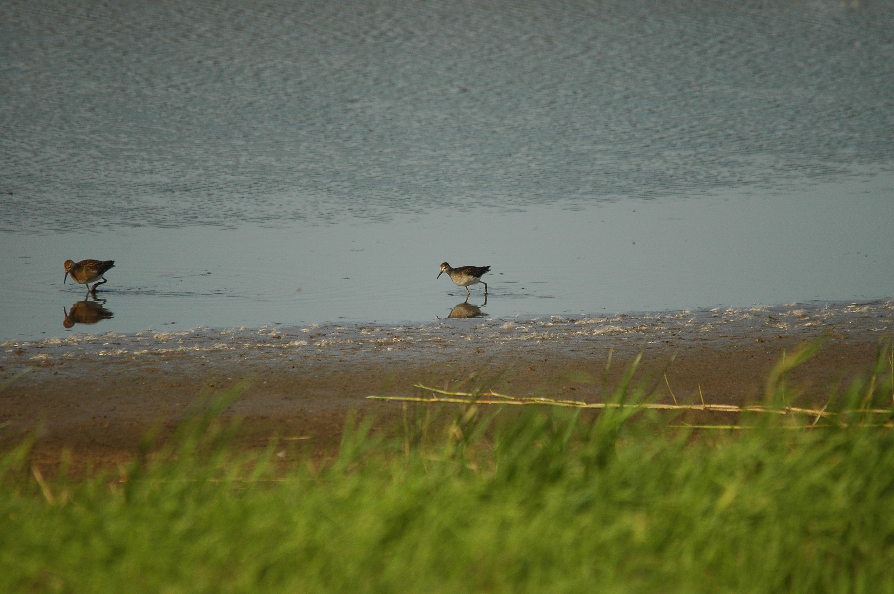 photos/wildlife/Bird_Species/063-Waders/1562-Wood_Sandpiper/dsc_3132.jpg