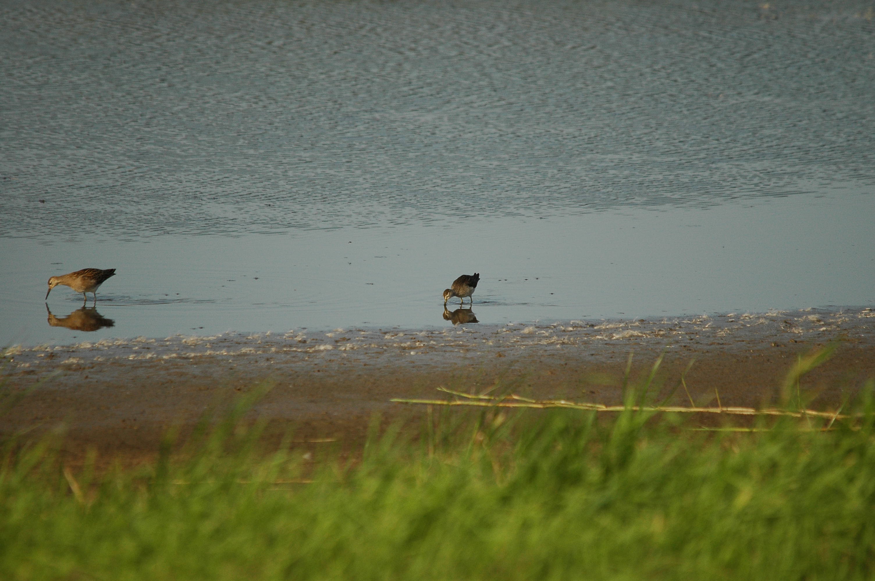 photos/wildlife/Bird_Species/063-Waders/1562-Wood_Sandpiper/dsc_3133.jpg