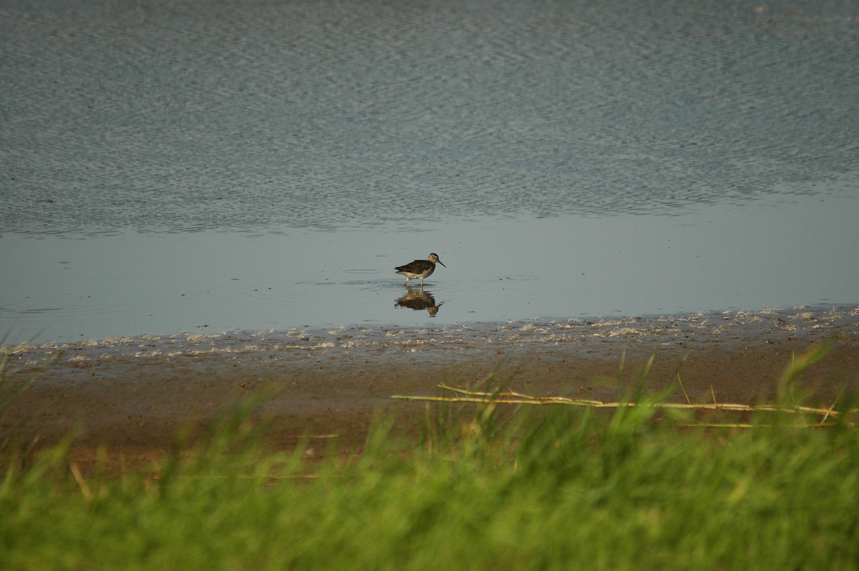 photos/wildlife/Bird_Species/063-Waders/1562-Wood_Sandpiper/dsc_3134.jpg