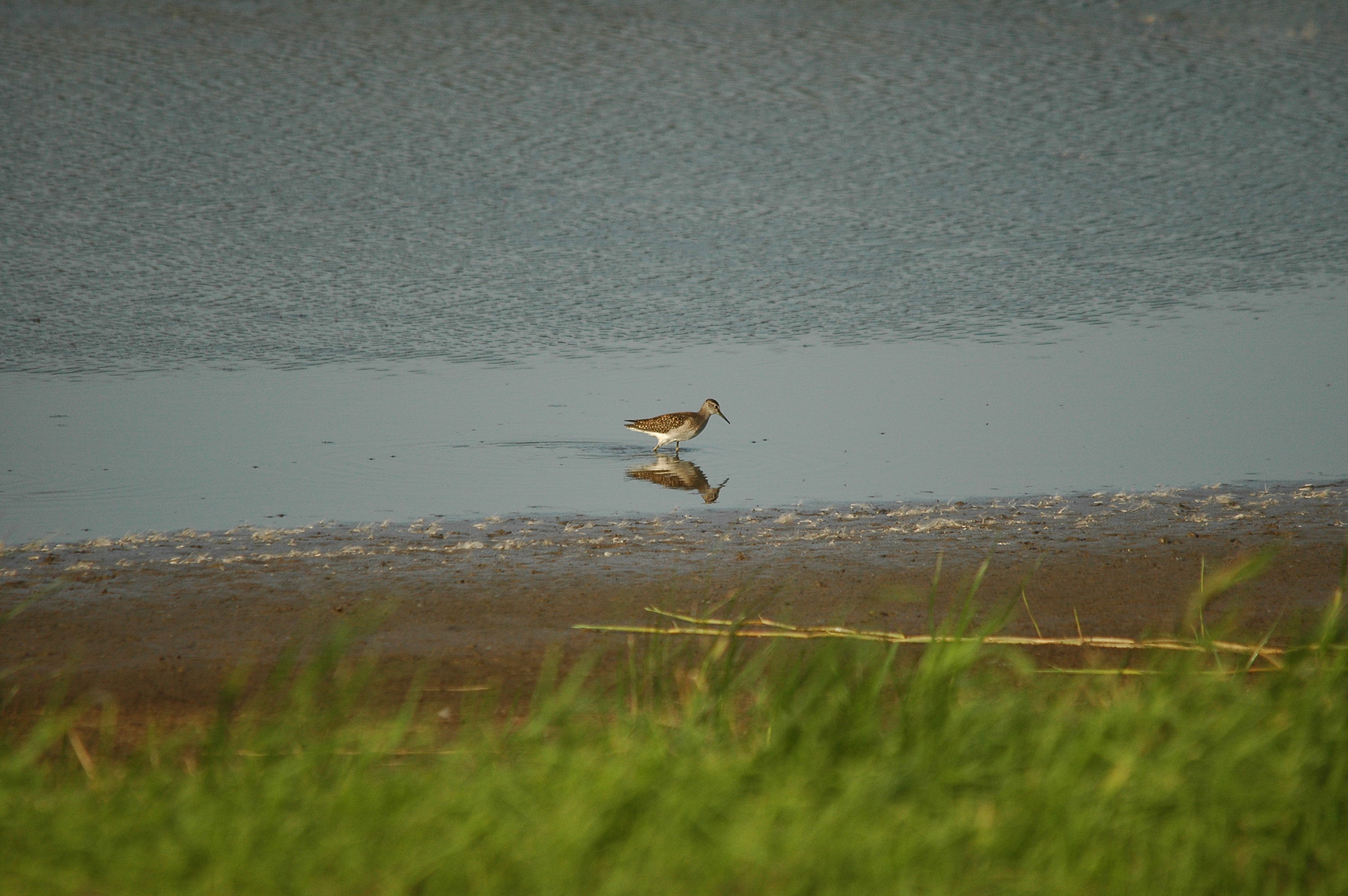 photos/wildlife/Bird_Species/063-Waders/1562-Wood_Sandpiper/dsc_3135.jpg