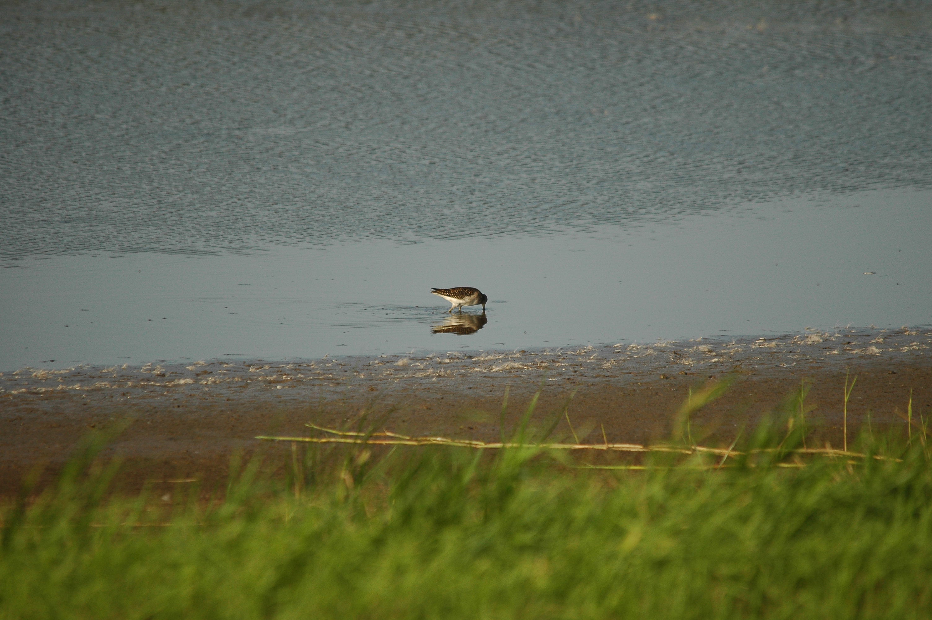 photos/wildlife/Bird_Species/063-Waders/1562-Wood_Sandpiper/dsc_3136.jpg