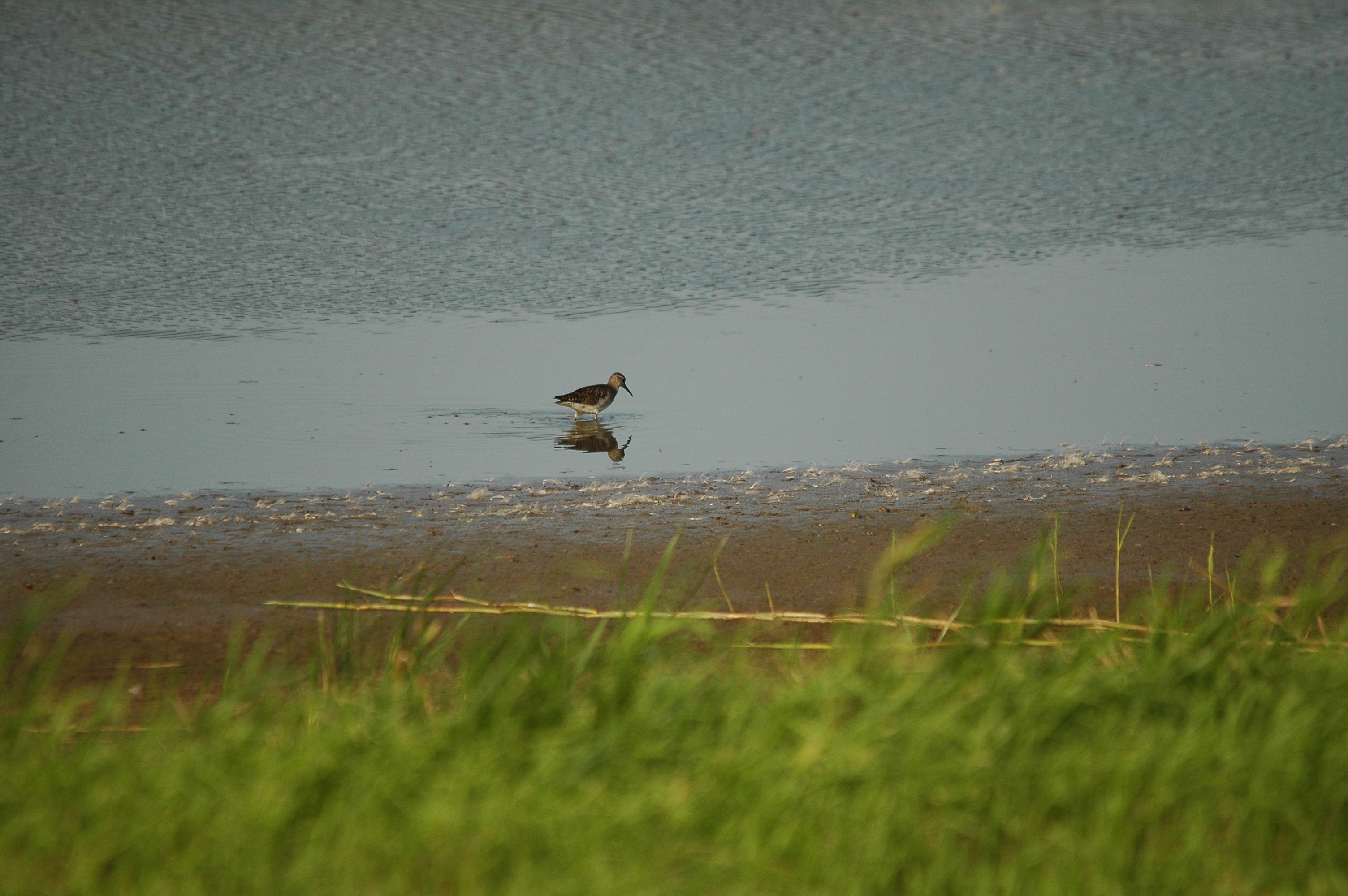 photos/wildlife/Bird_Species/063-Waders/1562-Wood_Sandpiper/dsc_3137.jpg