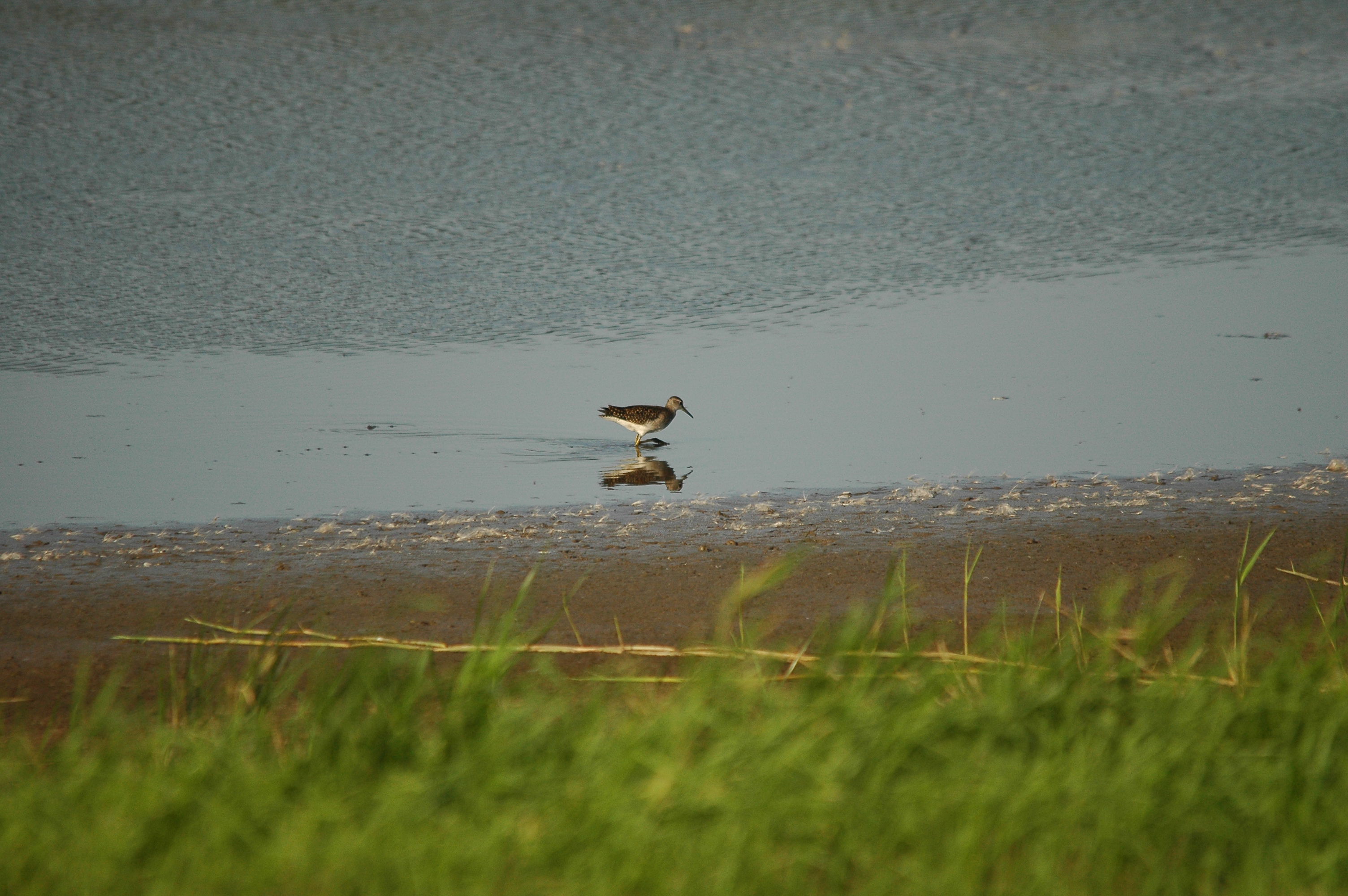photos/wildlife/Bird_Species/063-Waders/1562-Wood_Sandpiper/dsc_3138.jpg