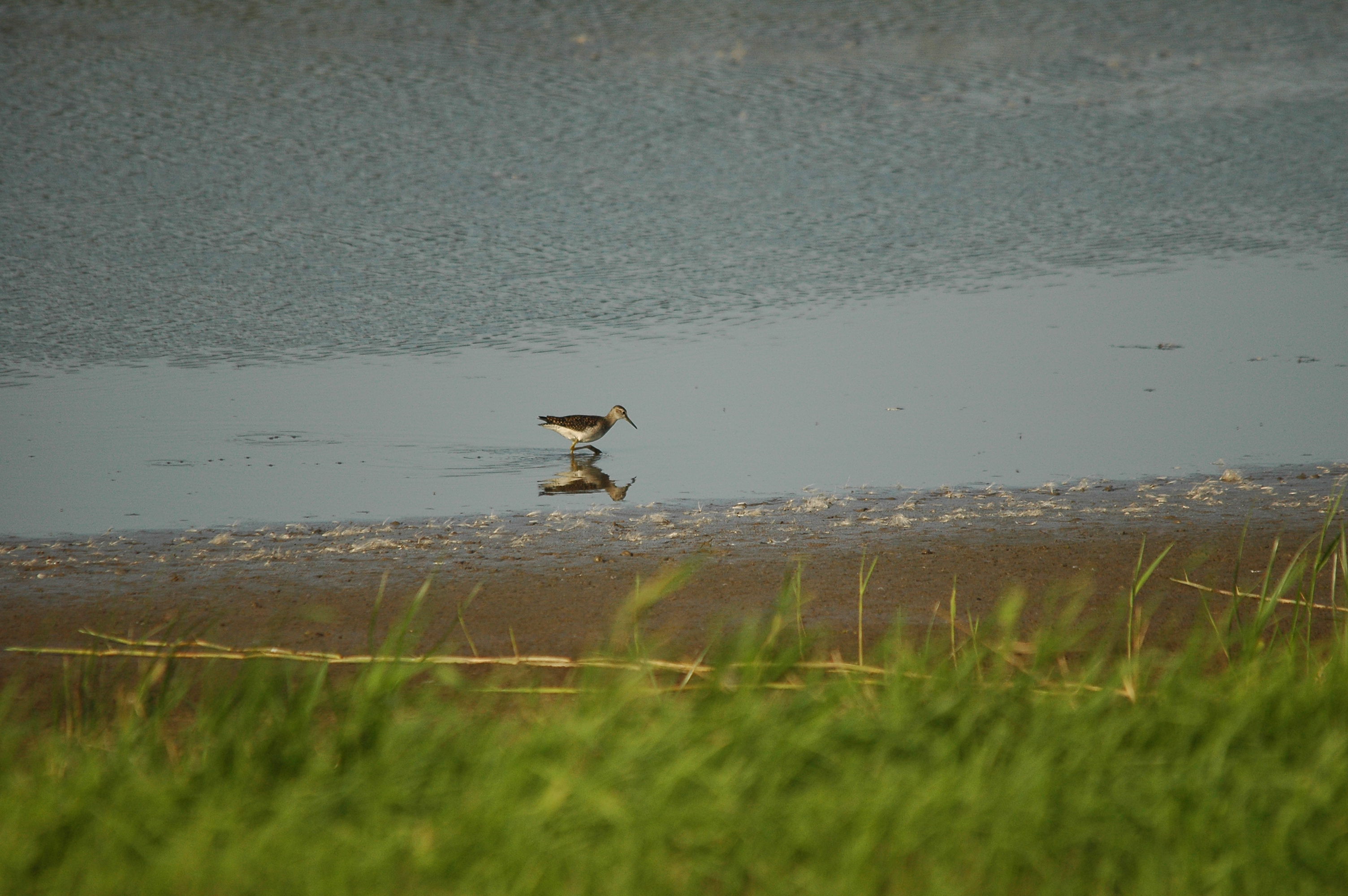 photos/wildlife/Bird_Species/063-Waders/1562-Wood_Sandpiper/dsc_3139.jpg