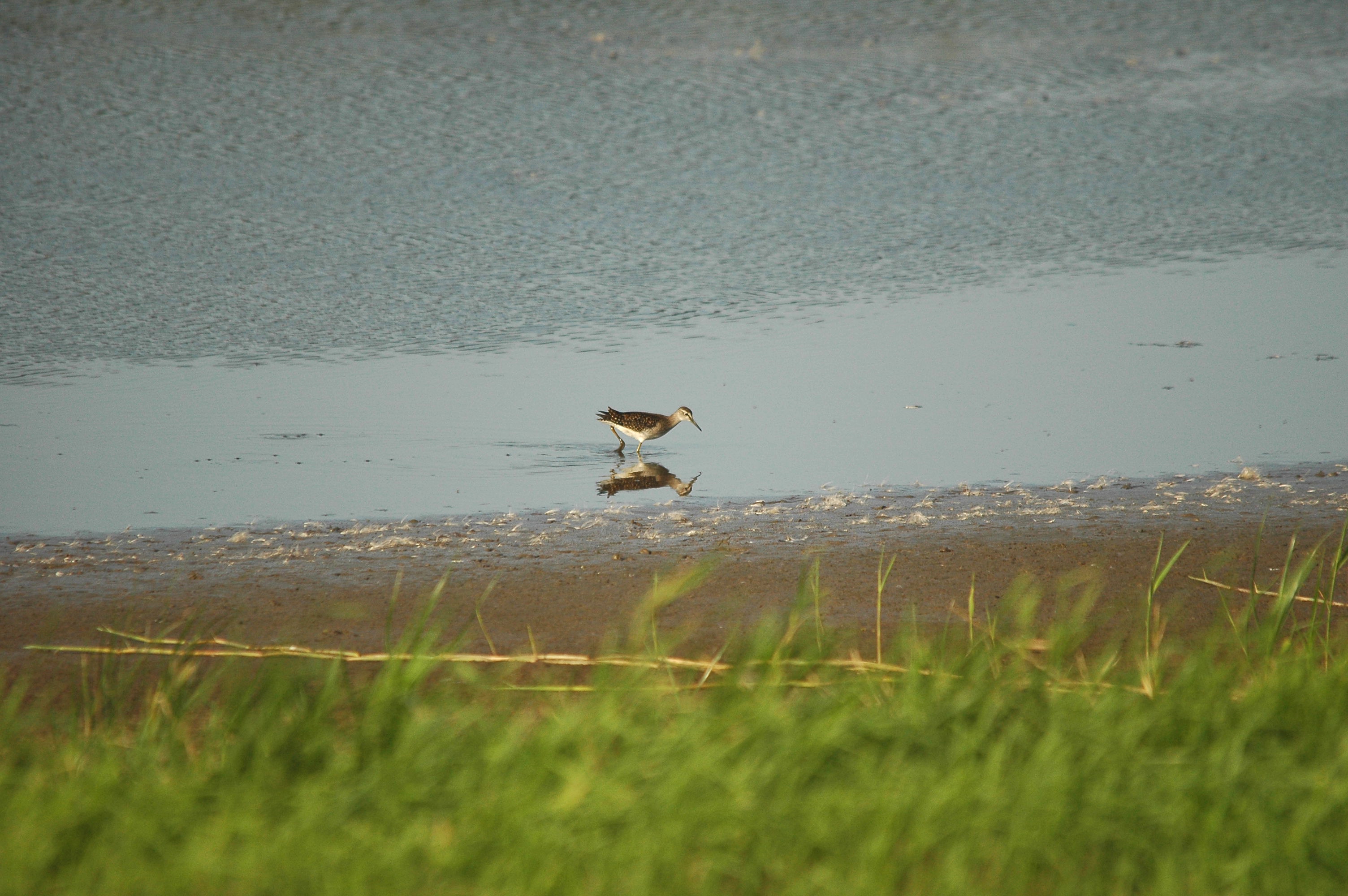 photos/wildlife/Bird_Species/063-Waders/1562-Wood_Sandpiper/dsc_3140.jpg