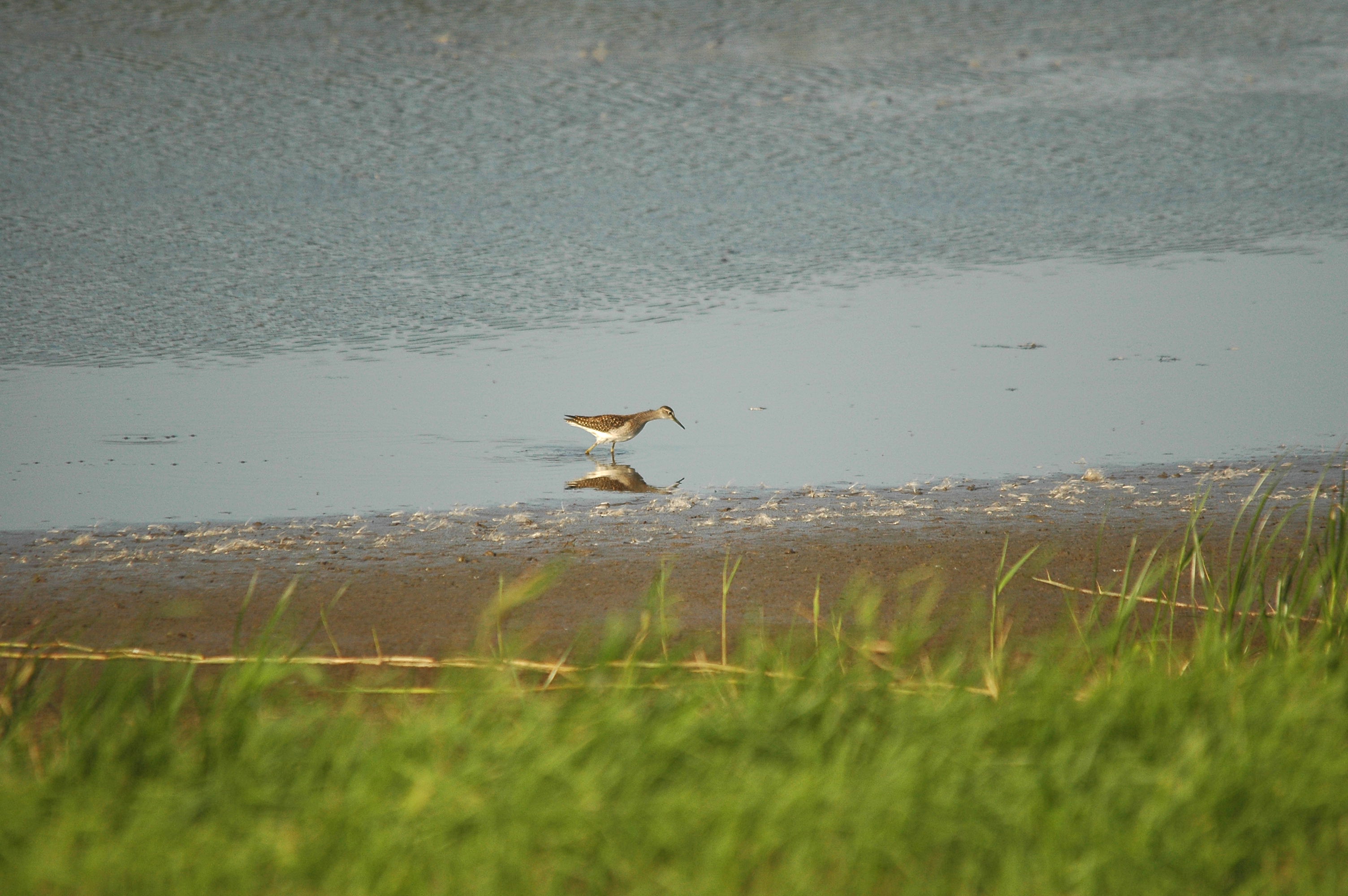 photos/wildlife/Bird_Species/063-Waders/1562-Wood_Sandpiper/dsc_3141.jpg
