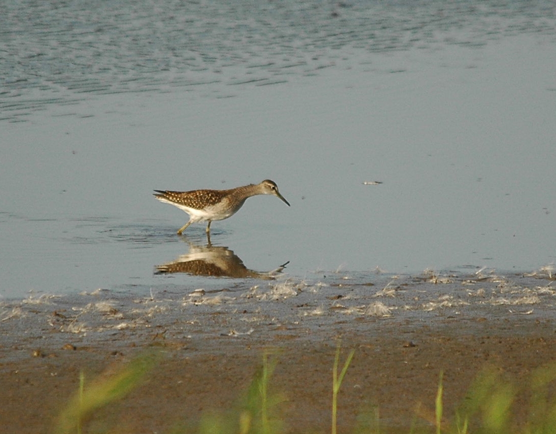 photos/wildlife/Bird_Species/063-Waders/1562-Wood_Sandpiper/dsc_3141_sm.jpg