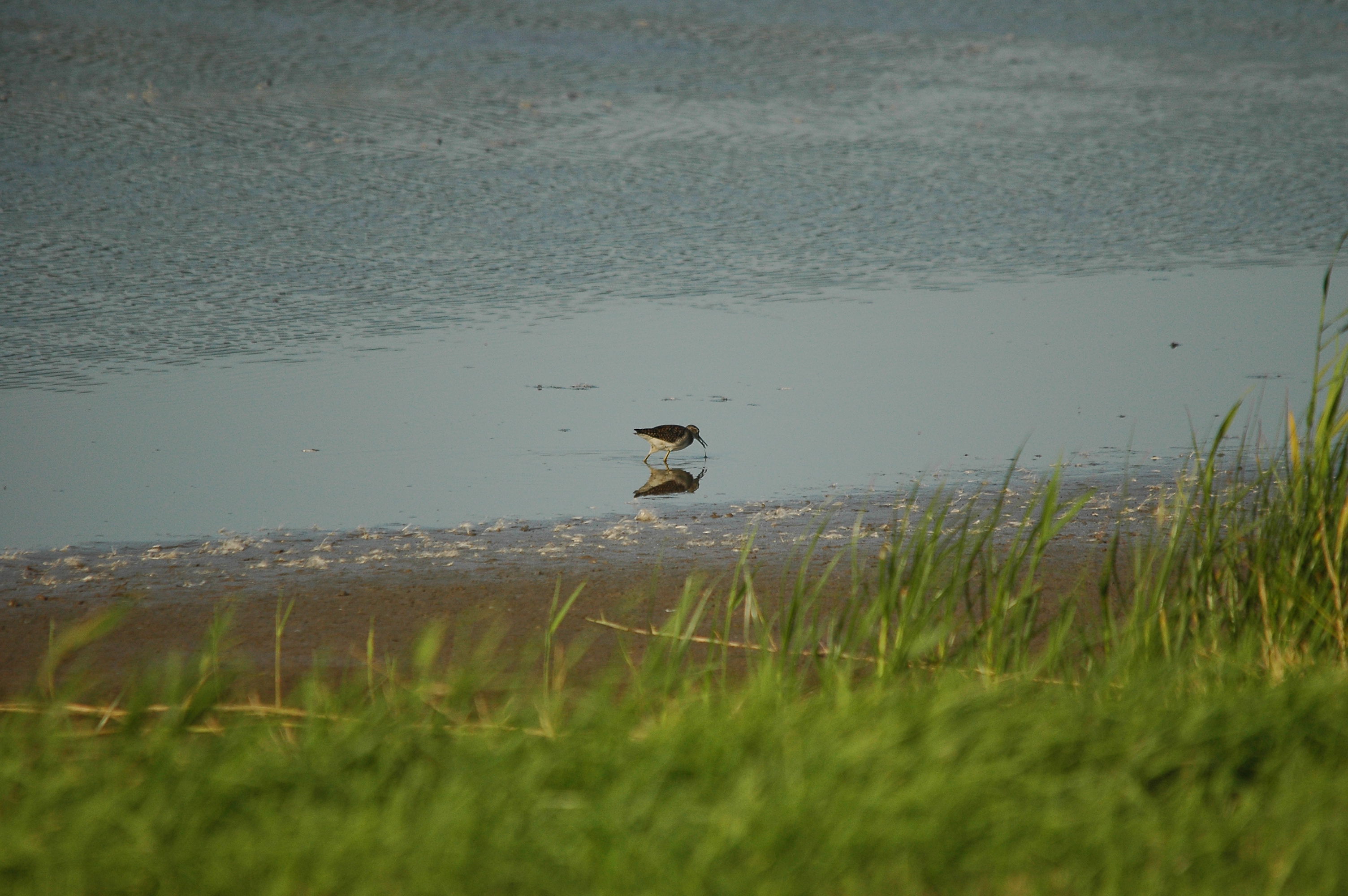 photos/wildlife/Bird_Species/063-Waders/1562-Wood_Sandpiper/dsc_3143.jpg