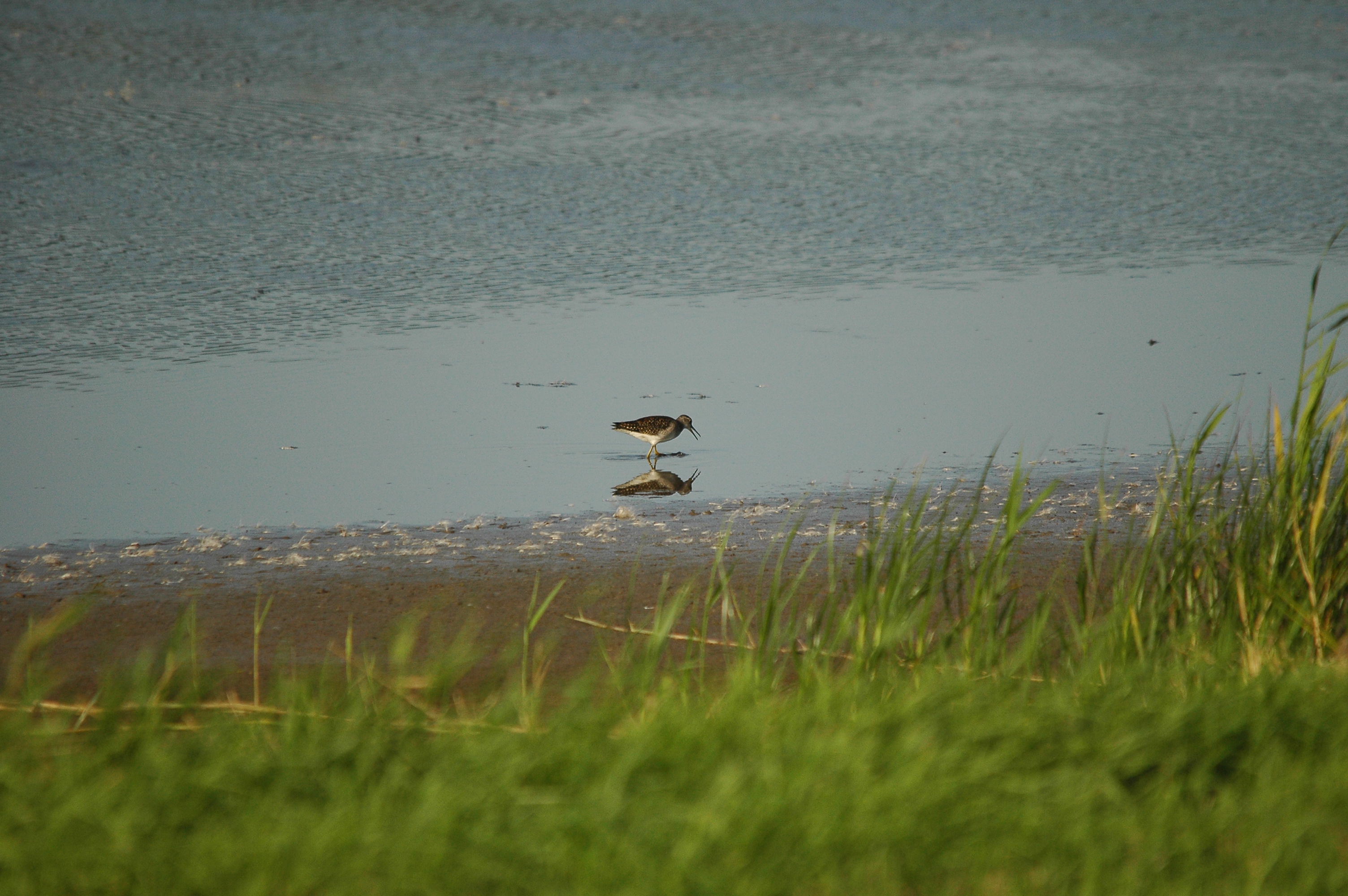 photos/wildlife/Bird_Species/063-Waders/1562-Wood_Sandpiper/dsc_3144.jpg