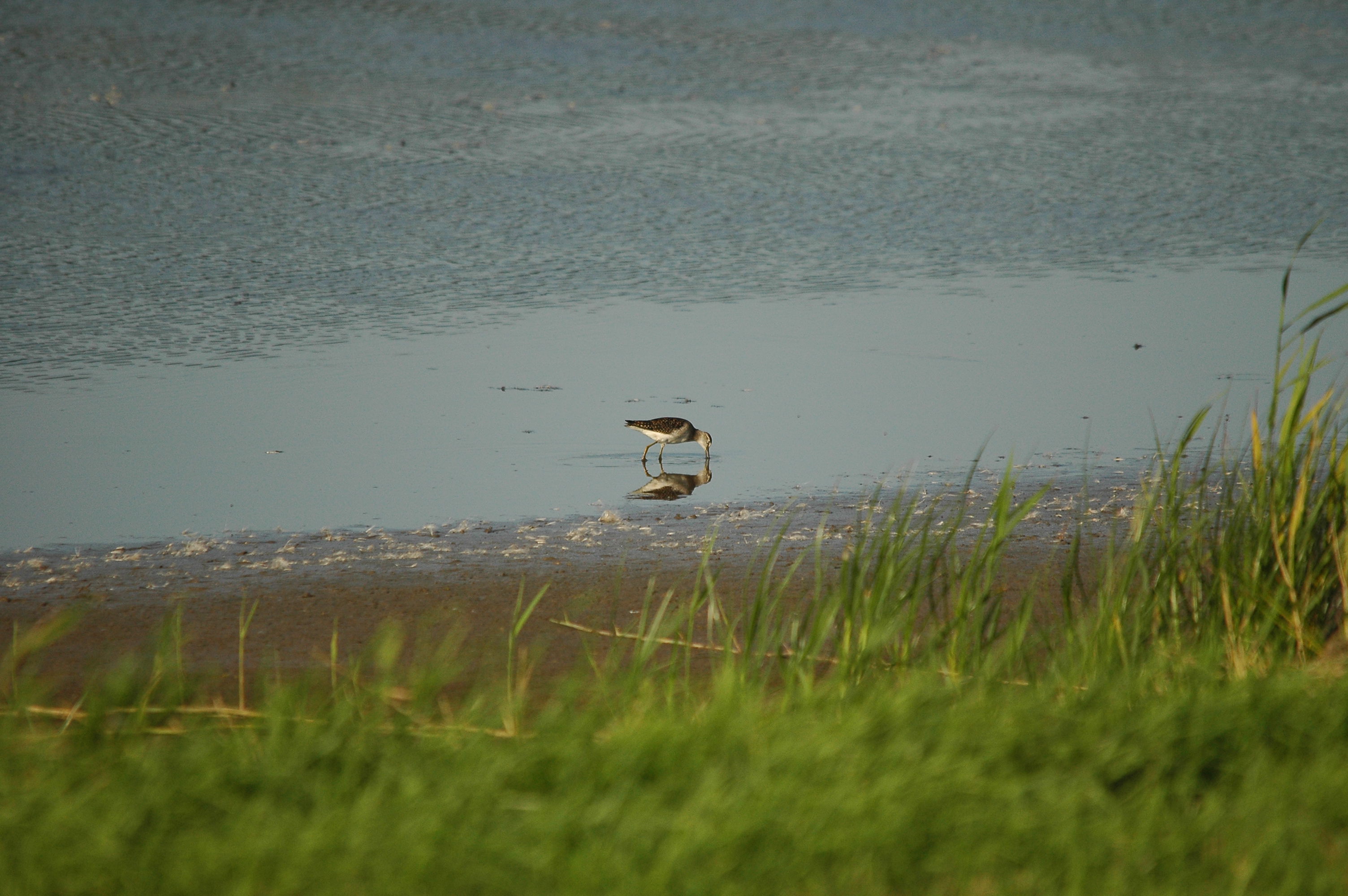 photos/wildlife/Bird_Species/063-Waders/1562-Wood_Sandpiper/dsc_3145.jpg