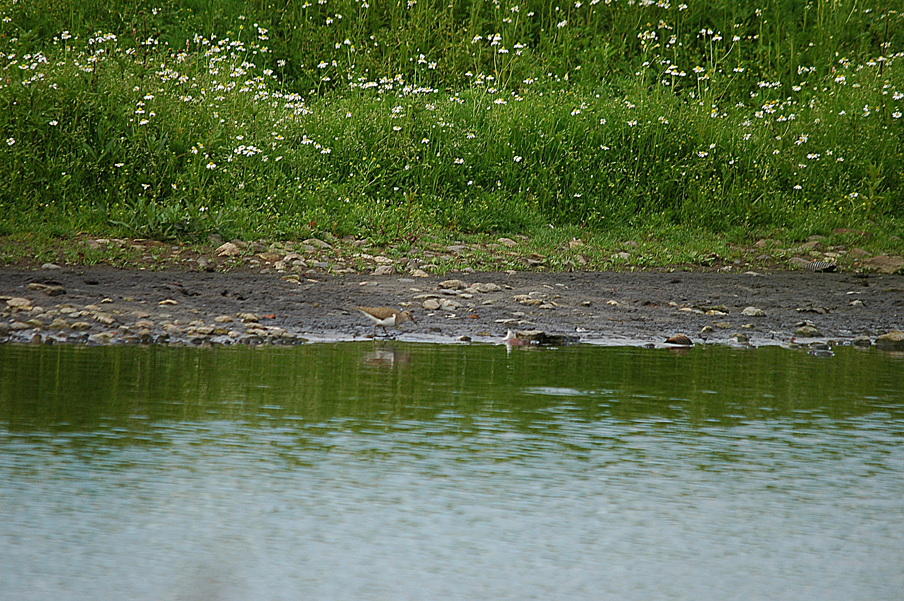 photos/wildlife/Bird_Species/063-Waders/1563-Common_Sandpiper/DSC_6186.JPG
