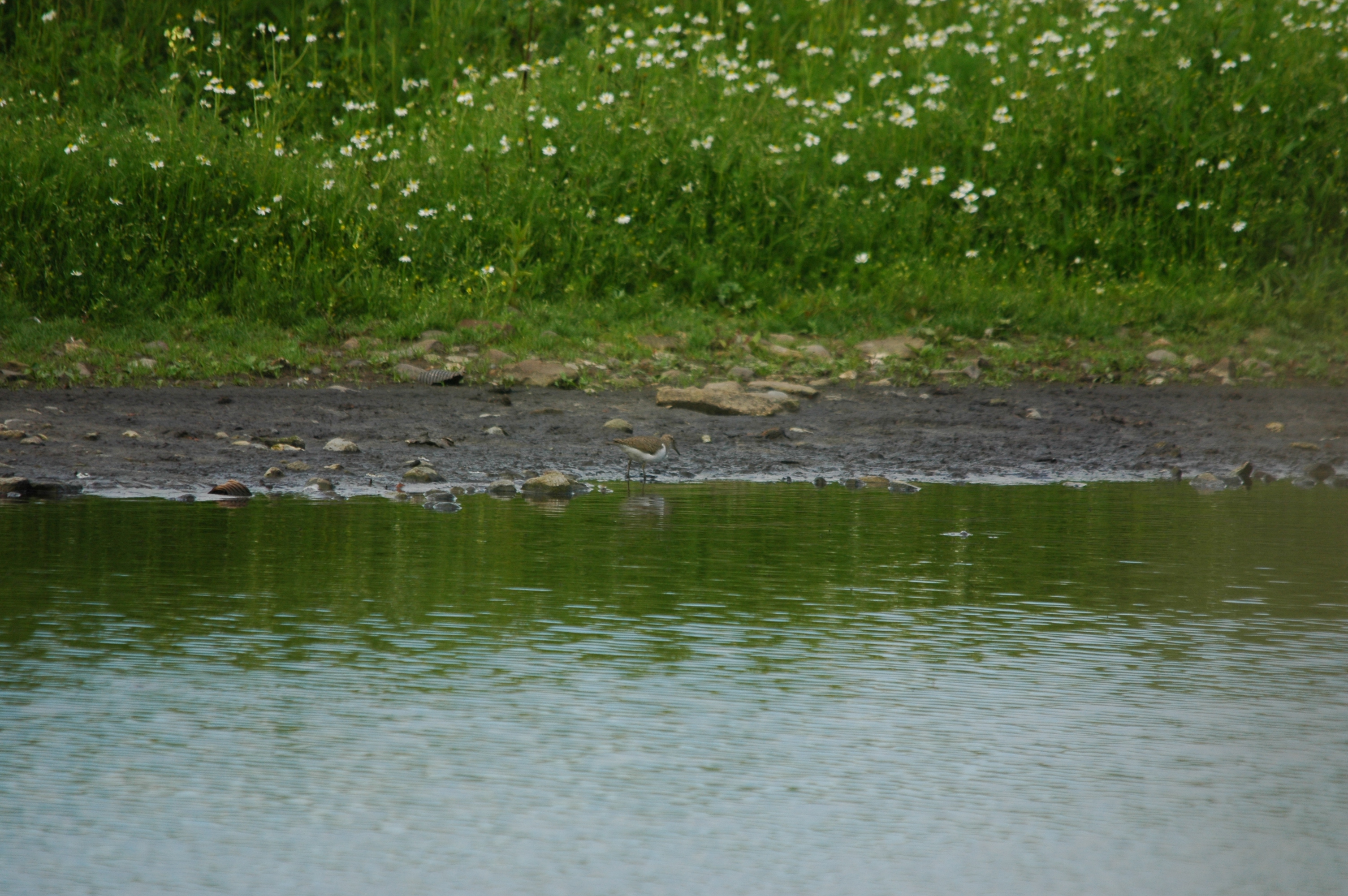 photos/wildlife/Bird_Species/063-Waders/1563-Common_Sandpiper/DSC_6187.JPG