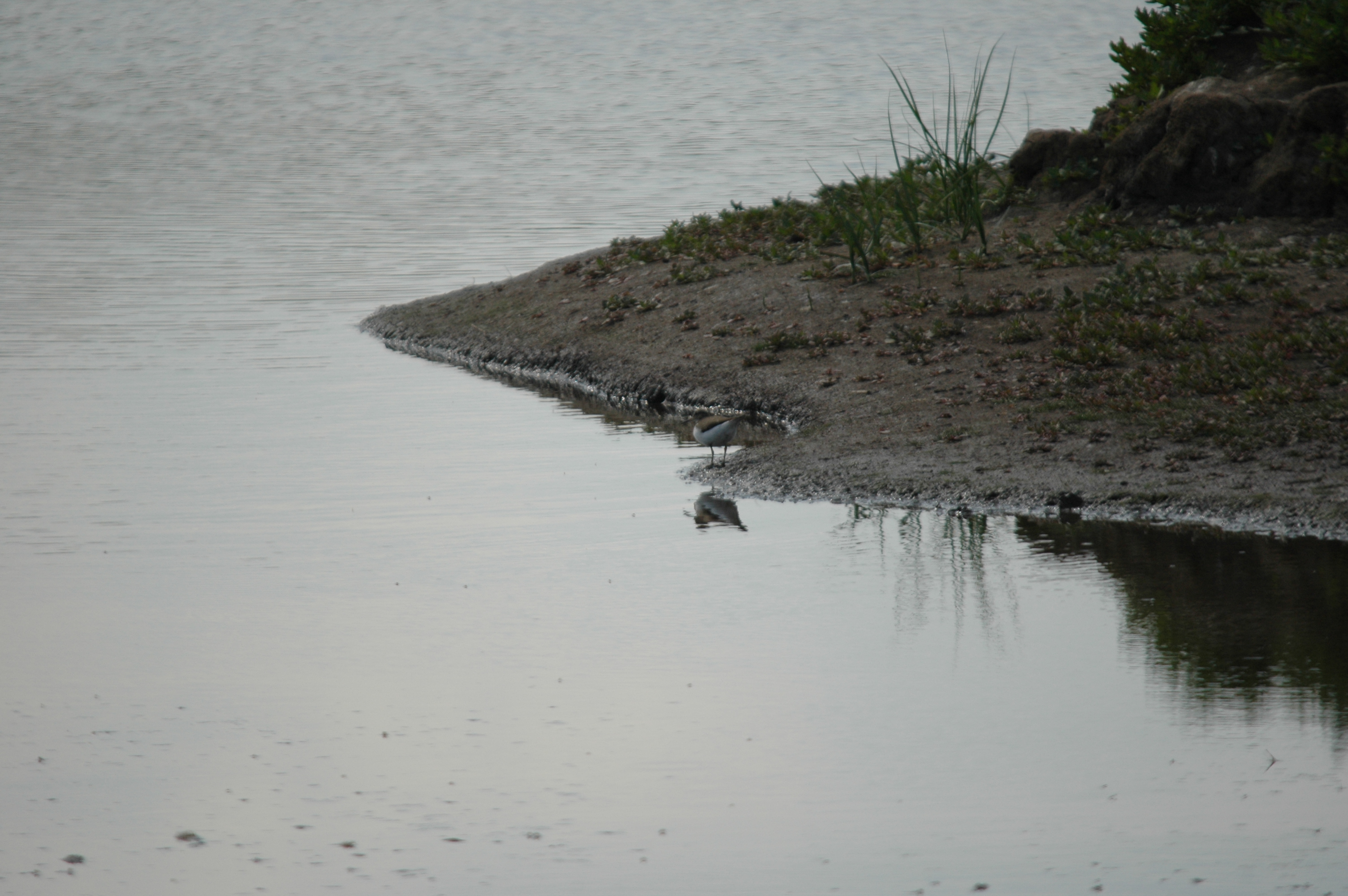 photos/wildlife/Bird_Species/063-Waders/1563-Common_Sandpiper/DSC_6892.JPG