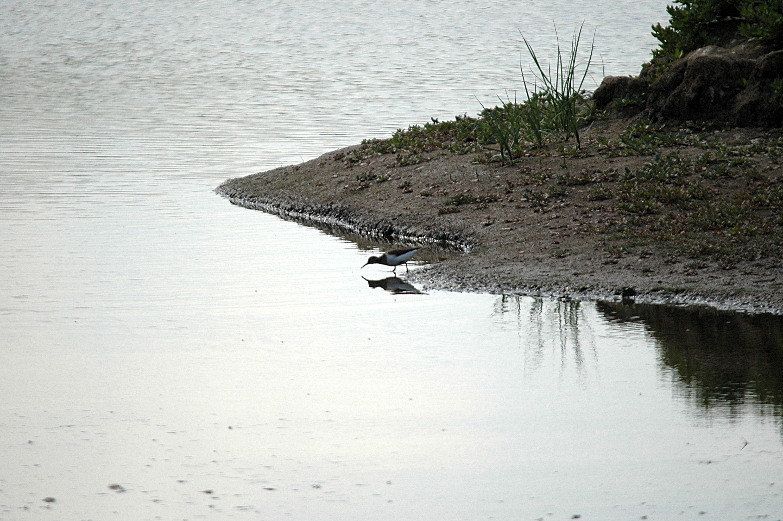photos/wildlife/Bird_Species/063-Waders/1563-Common_Sandpiper/DSC_6893.JPG