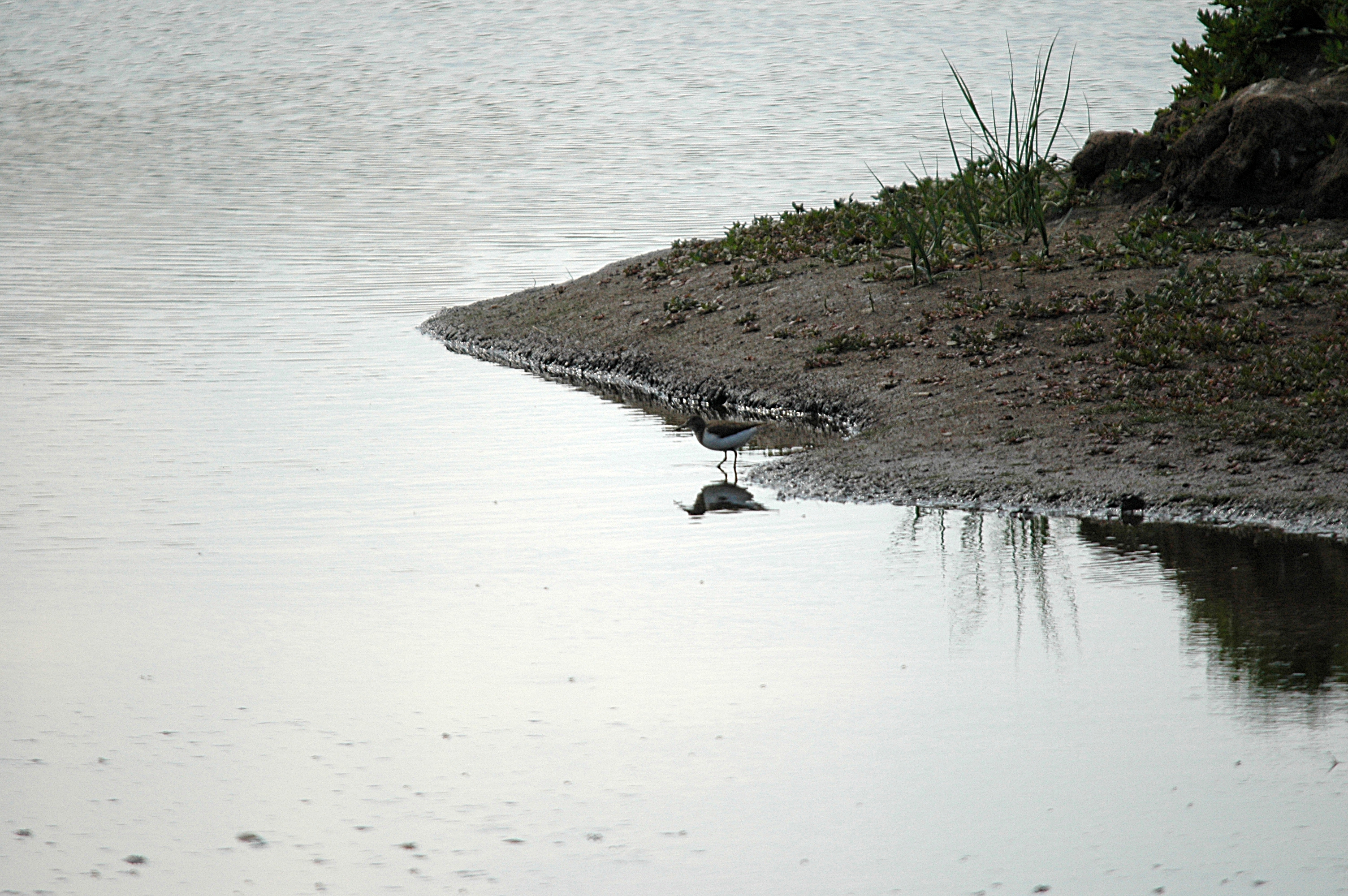photos/wildlife/Bird_Species/063-Waders/1563-Common_Sandpiper/DSC_6894.JPG