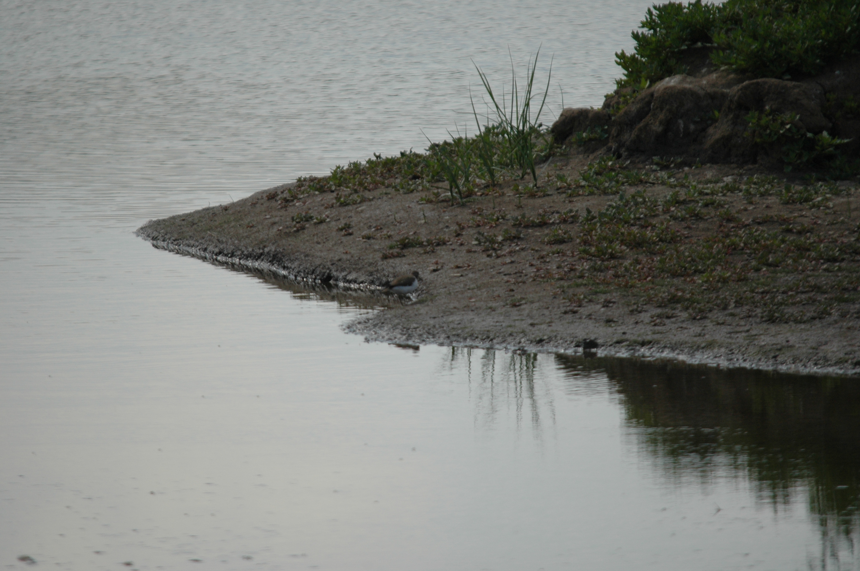 photos/wildlife/Bird_Species/063-Waders/1563-Common_Sandpiper/DSC_6895.JPG