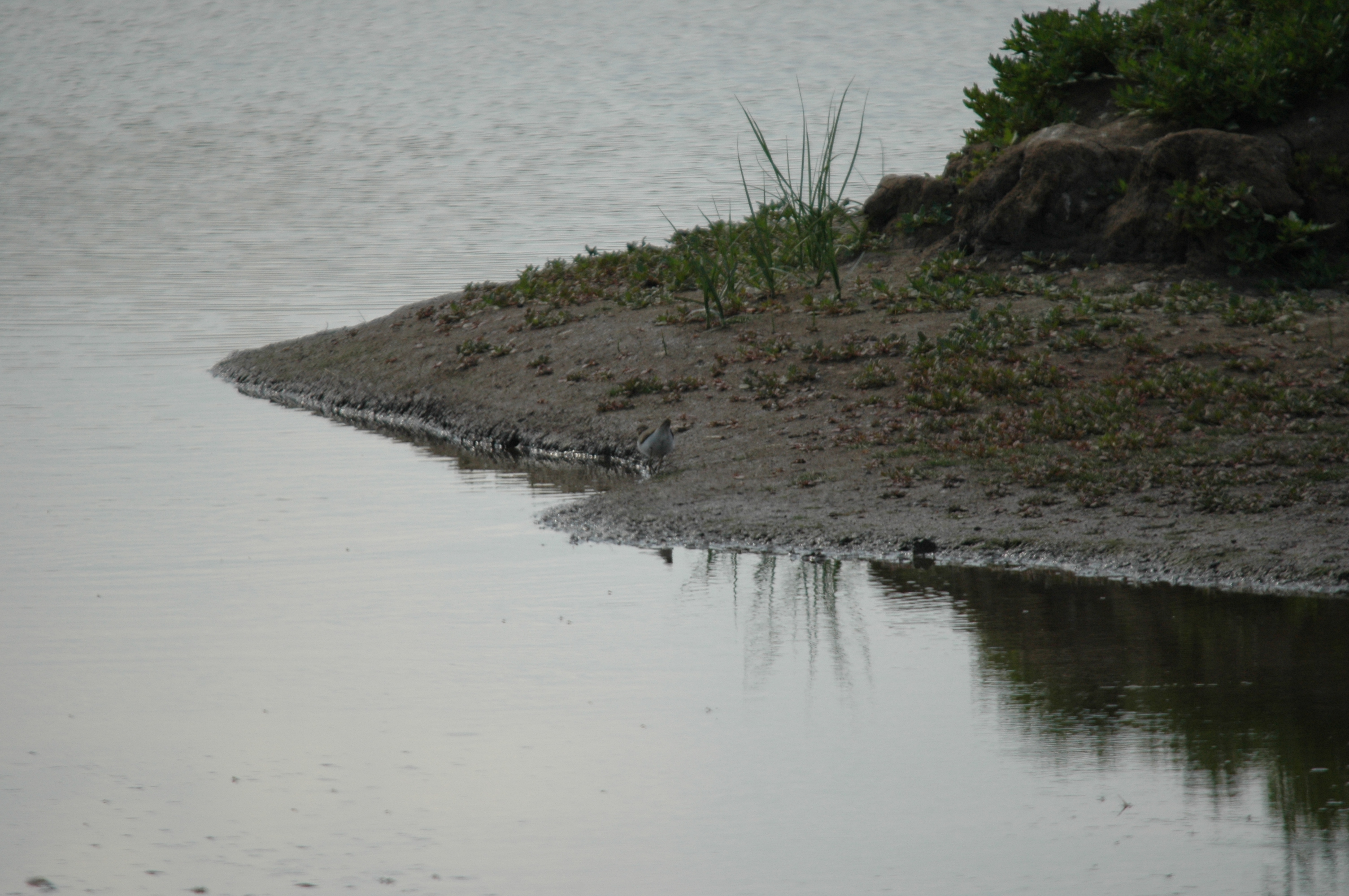 photos/wildlife/Bird_Species/063-Waders/1563-Common_Sandpiper/DSC_6896.JPG