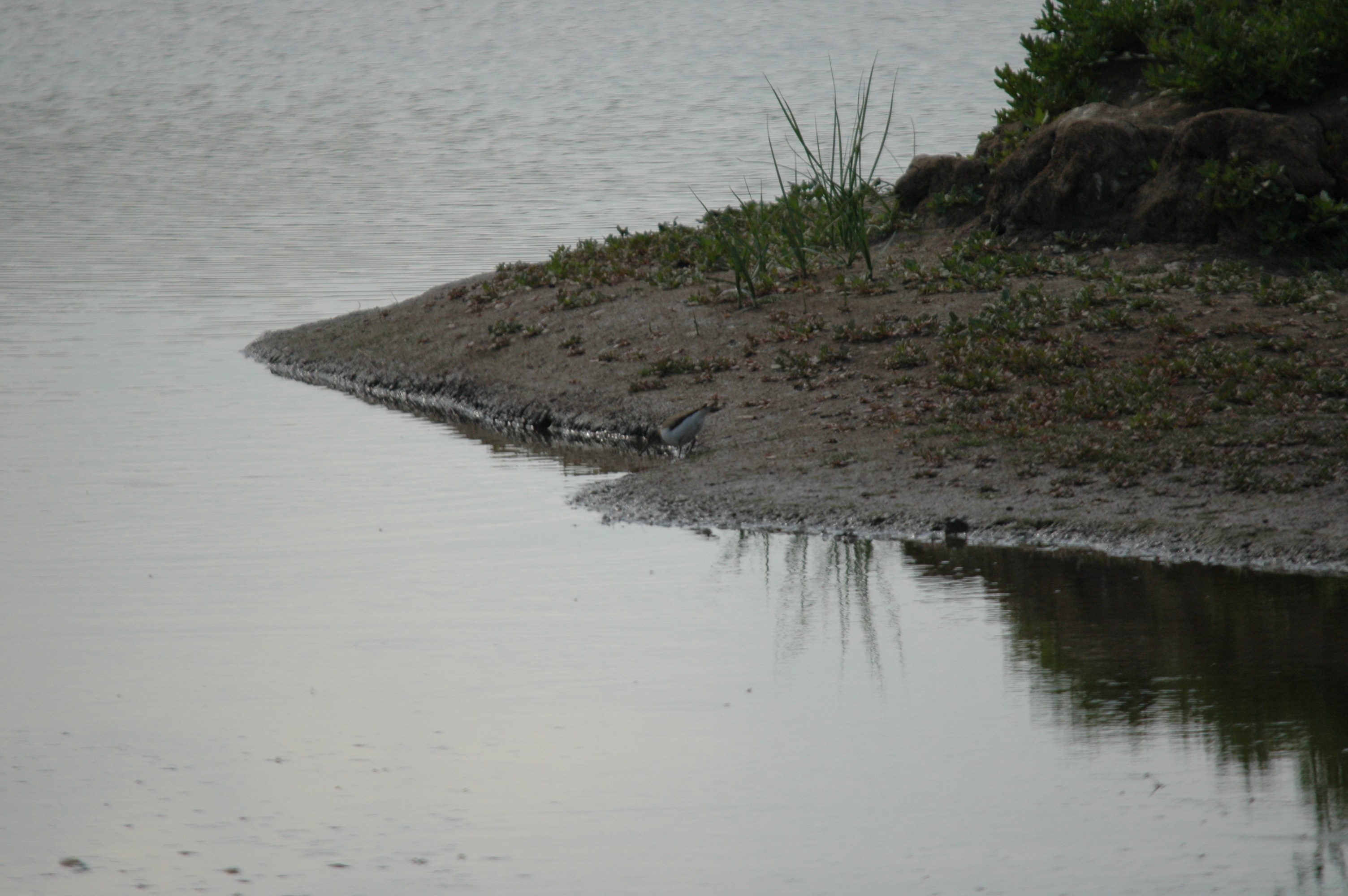 photos/wildlife/Bird_Species/063-Waders/1563-Common_Sandpiper/DSC_6897.JPG