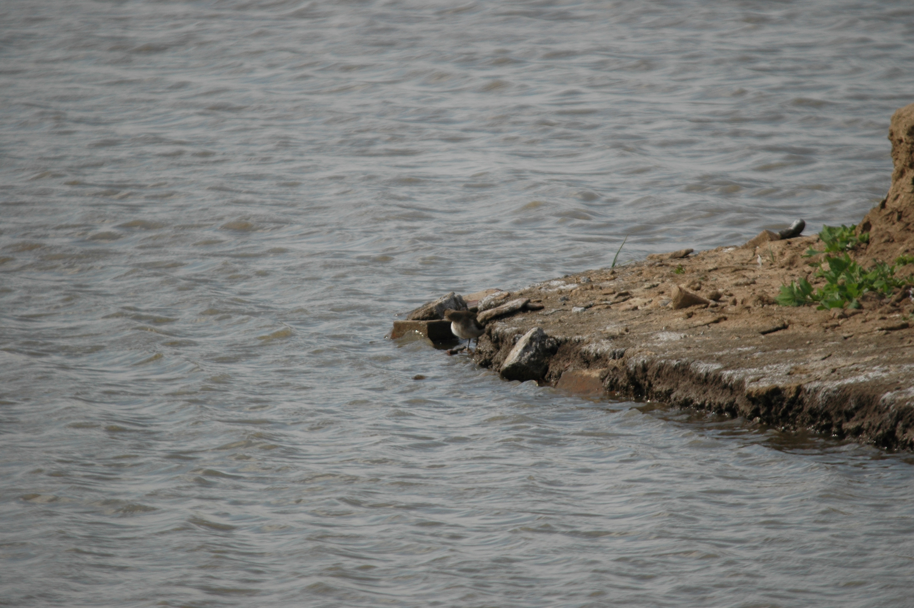 photos/wildlife/Bird_Species/063-Waders/1563-Common_Sandpiper/DSC_6910.JPG