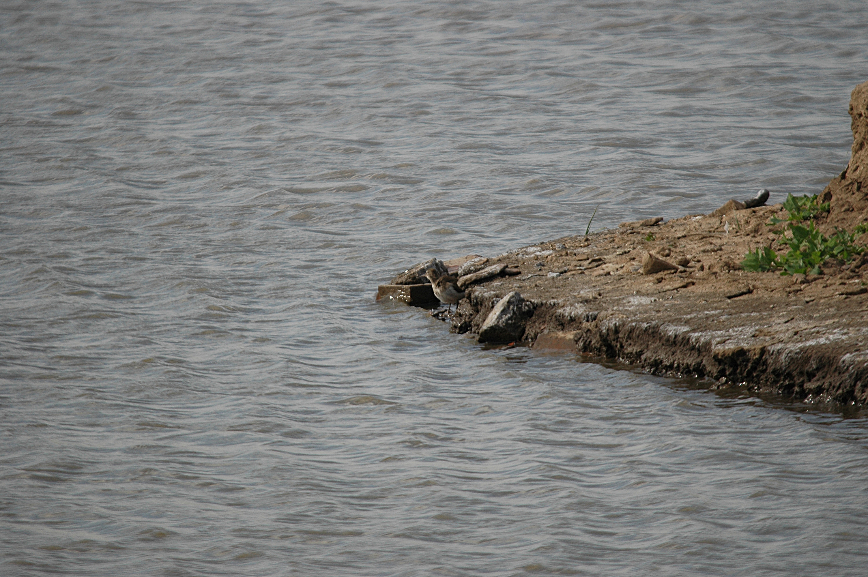 photos/wildlife/Bird_Species/063-Waders/1563-Common_Sandpiper/DSC_6911.JPG