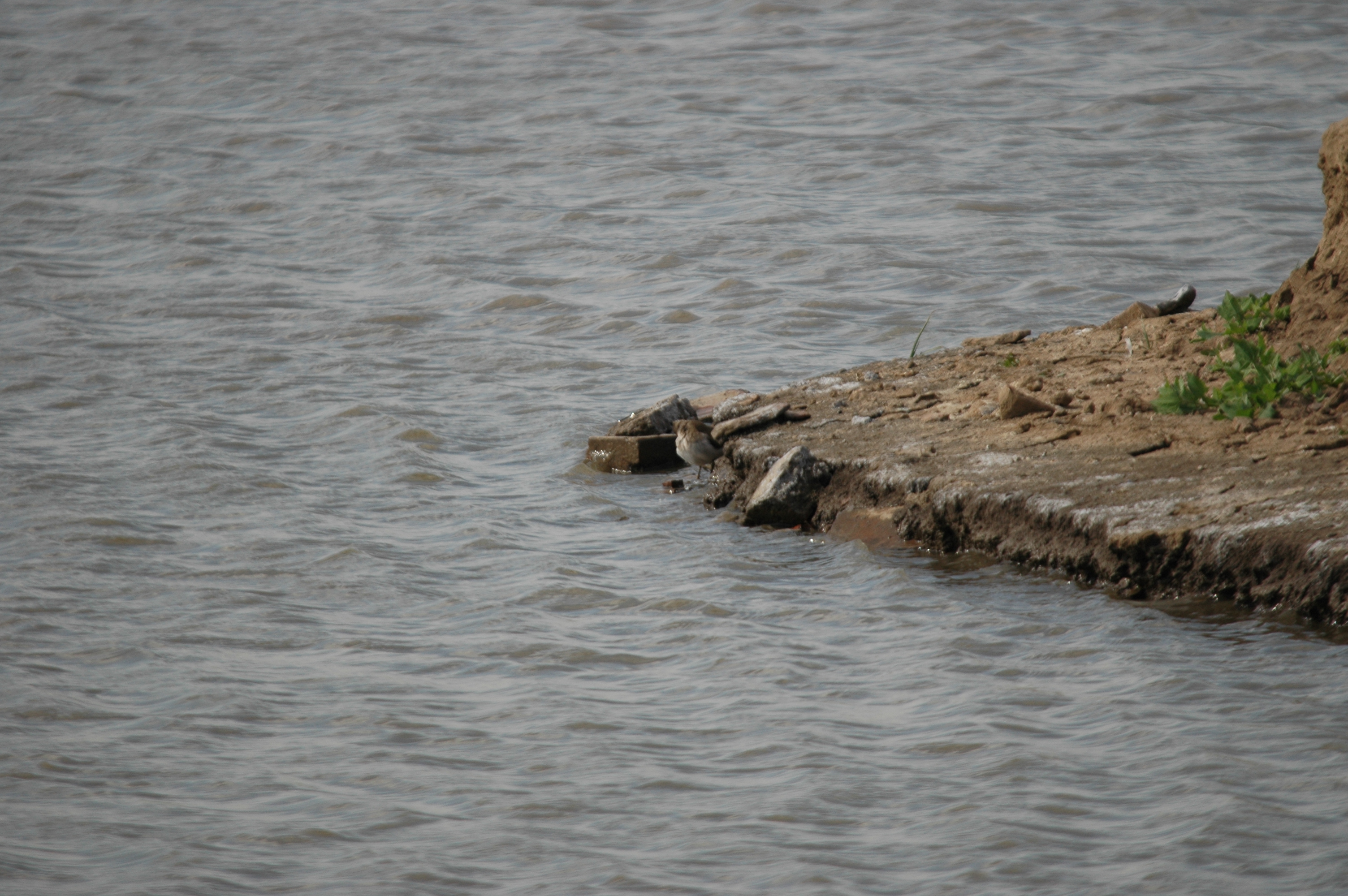 photos/wildlife/Bird_Species/063-Waders/1563-Common_Sandpiper/DSC_6912.JPG