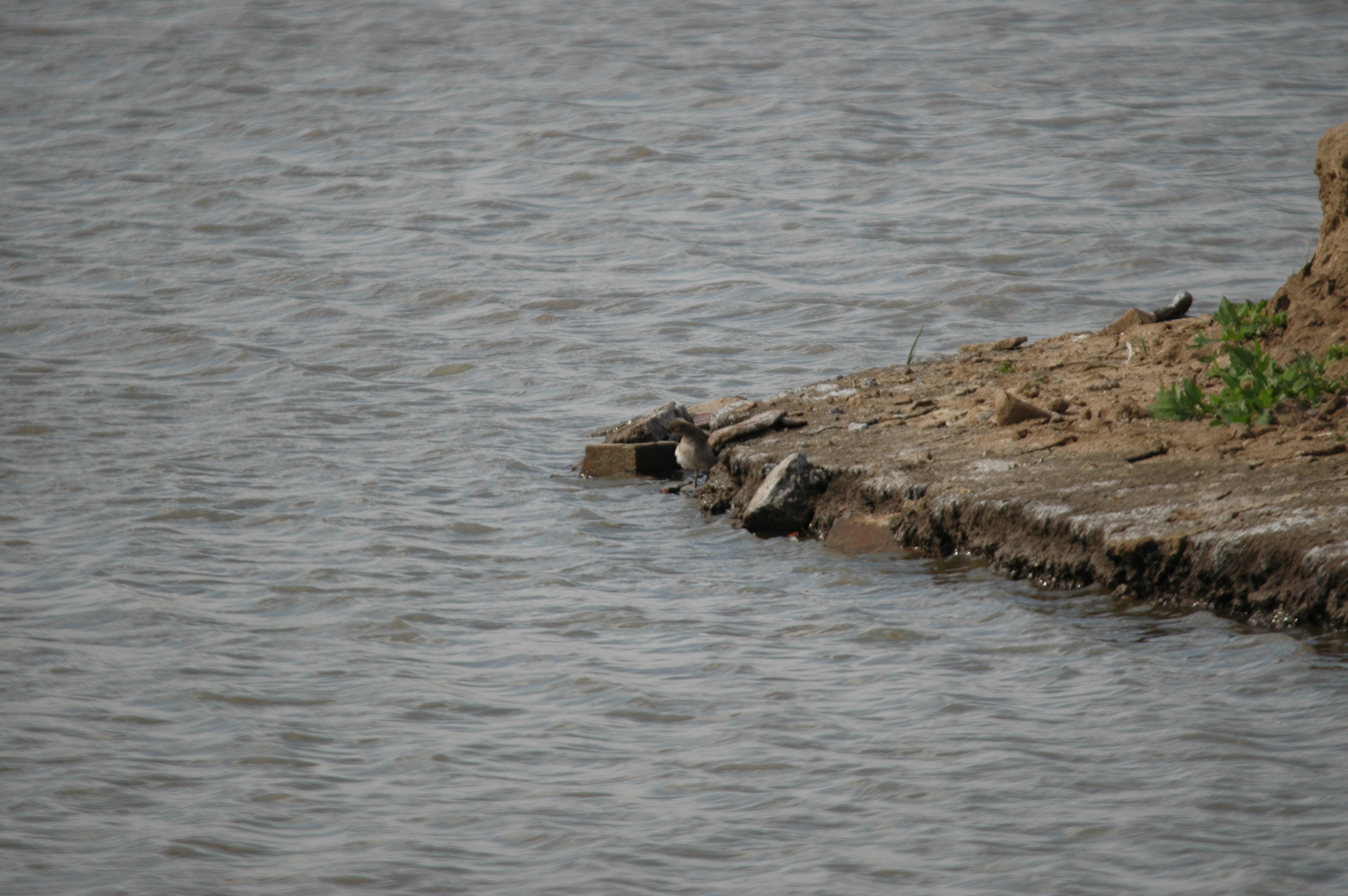 photos/wildlife/Bird_Species/063-Waders/1563-Common_Sandpiper/DSC_6913.JPG