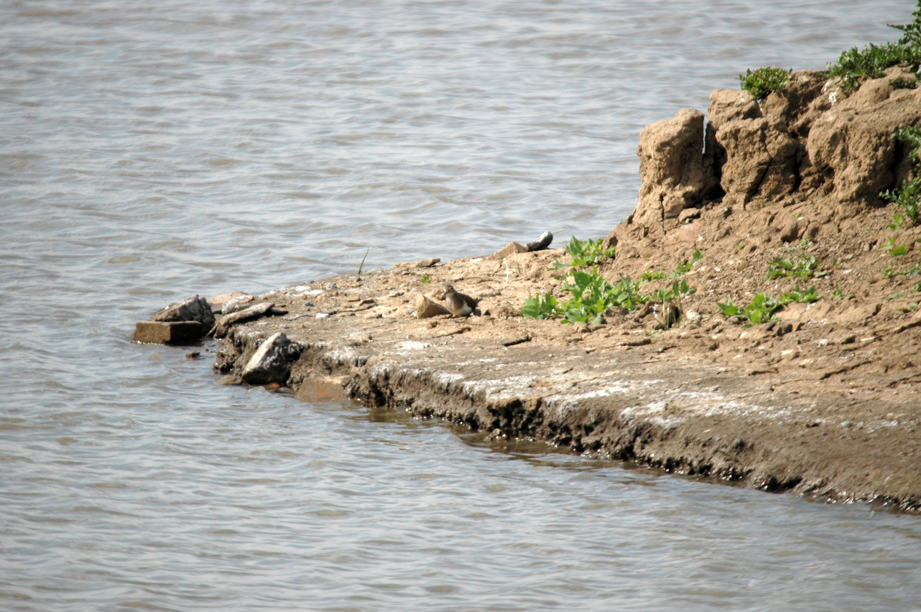 photos/wildlife/Bird_Species/063-Waders/1563-Common_Sandpiper/DSC_6914.JPG