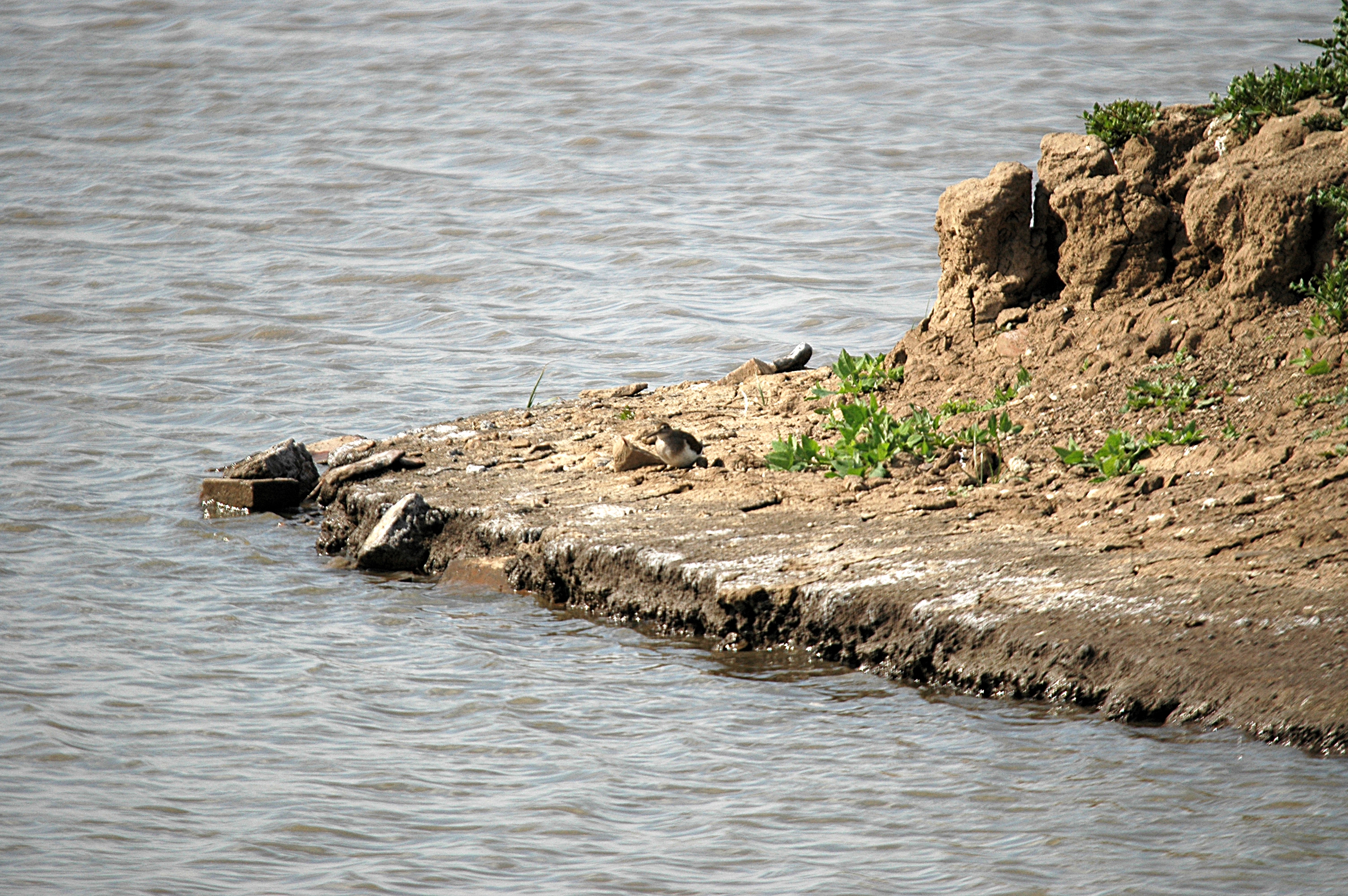 photos/wildlife/Bird_Species/063-Waders/1563-Common_Sandpiper/DSC_6915.JPG