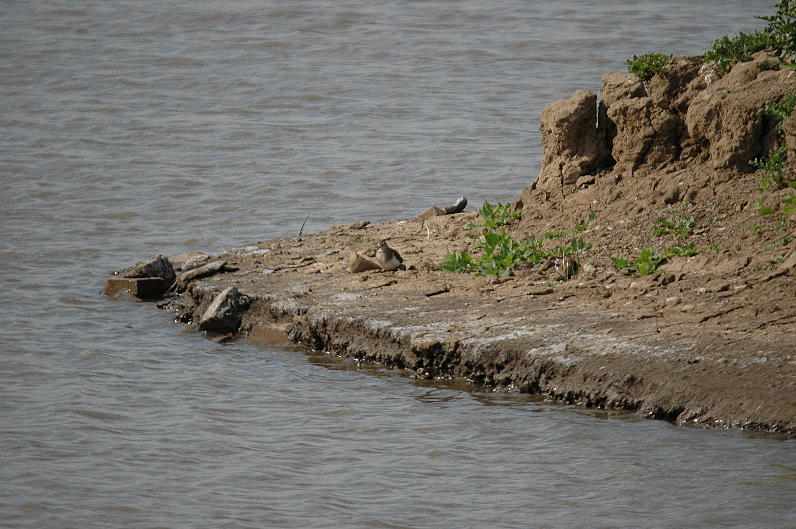 photos/wildlife/Bird_Species/063-Waders/1563-Common_Sandpiper/DSC_6916.JPG