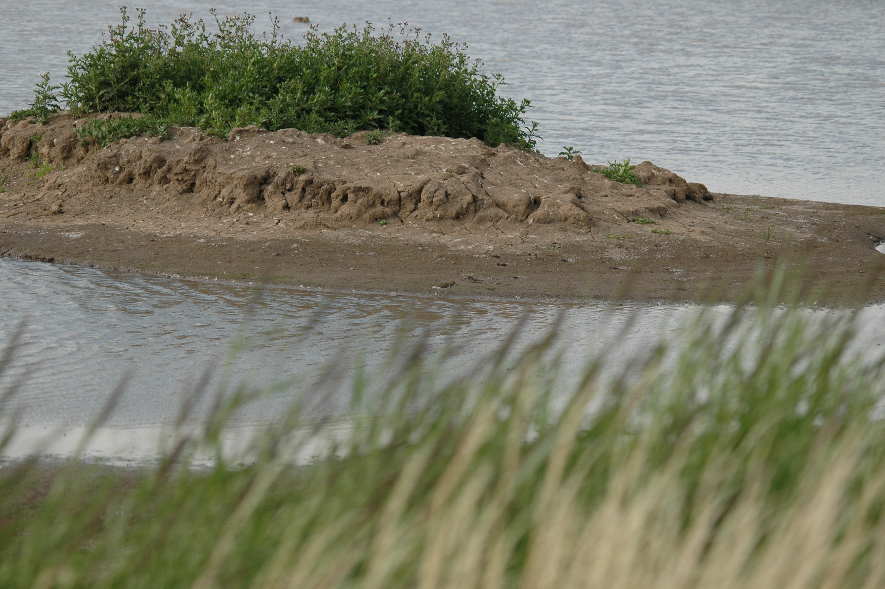photos/wildlife/Bird_Species/063-Waders/1563-Common_Sandpiper/DSC_6917.JPG