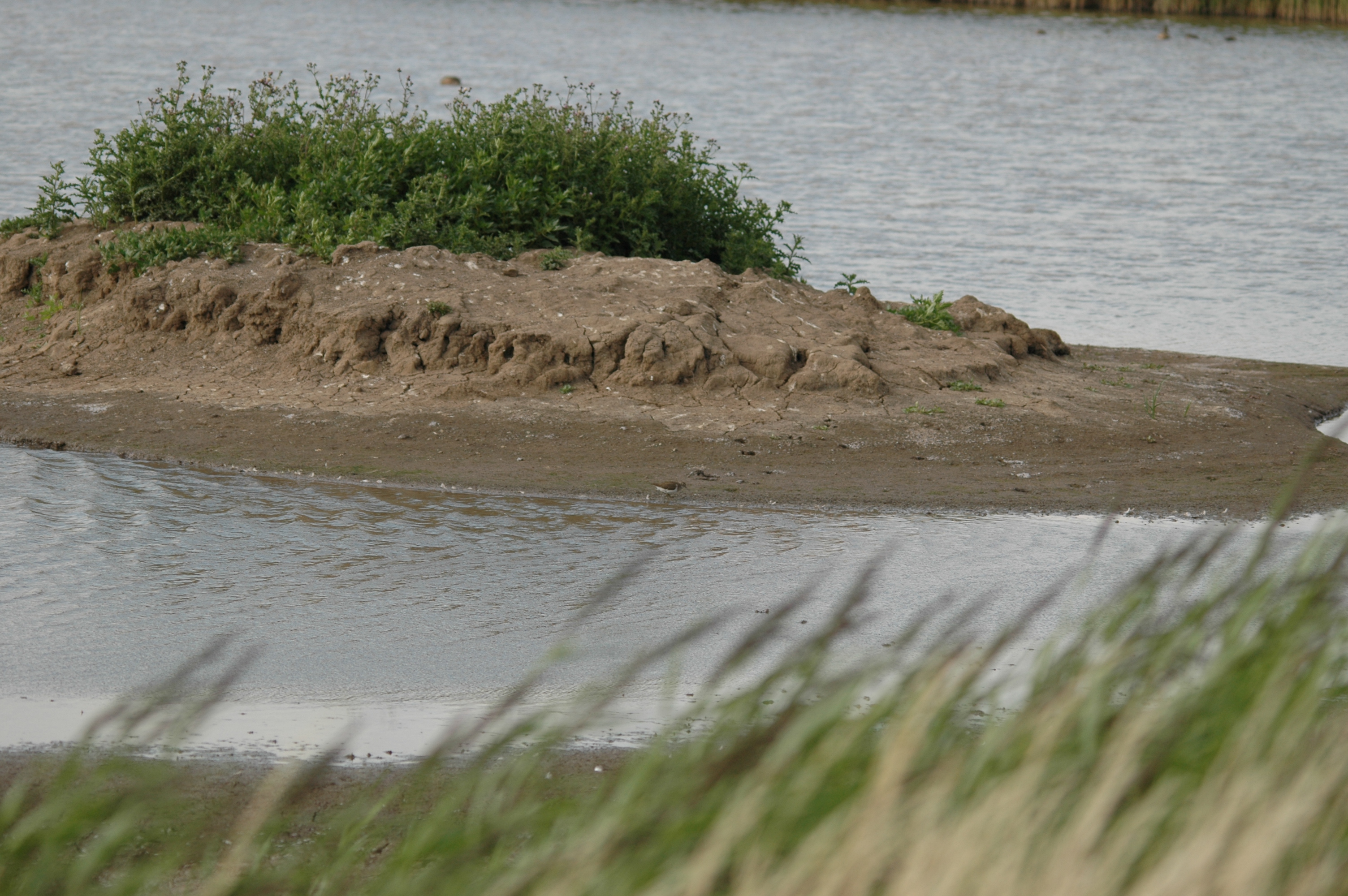 photos/wildlife/Bird_Species/063-Waders/1563-Common_Sandpiper/DSC_6918.JPG