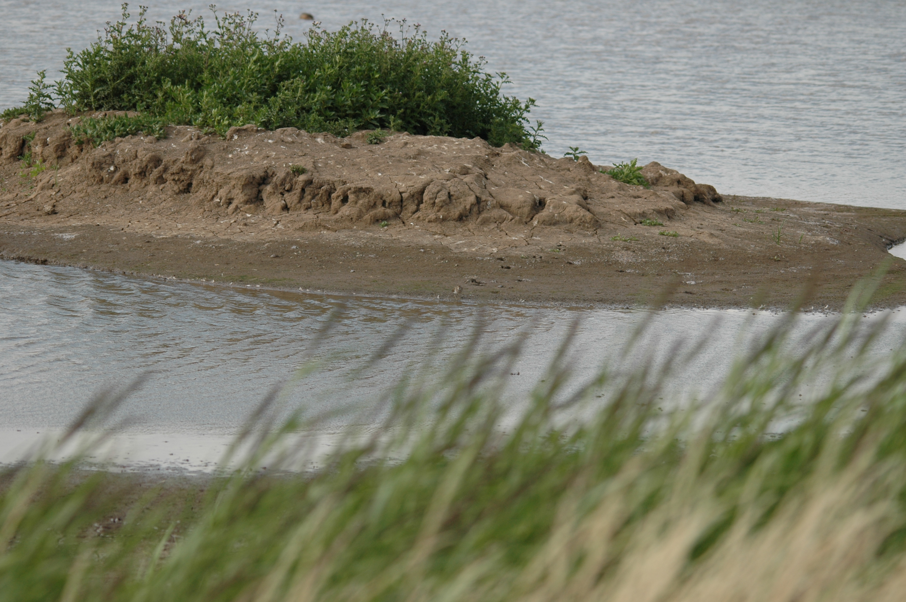 photos/wildlife/Bird_Species/063-Waders/1563-Common_Sandpiper/DSC_6919.JPG
