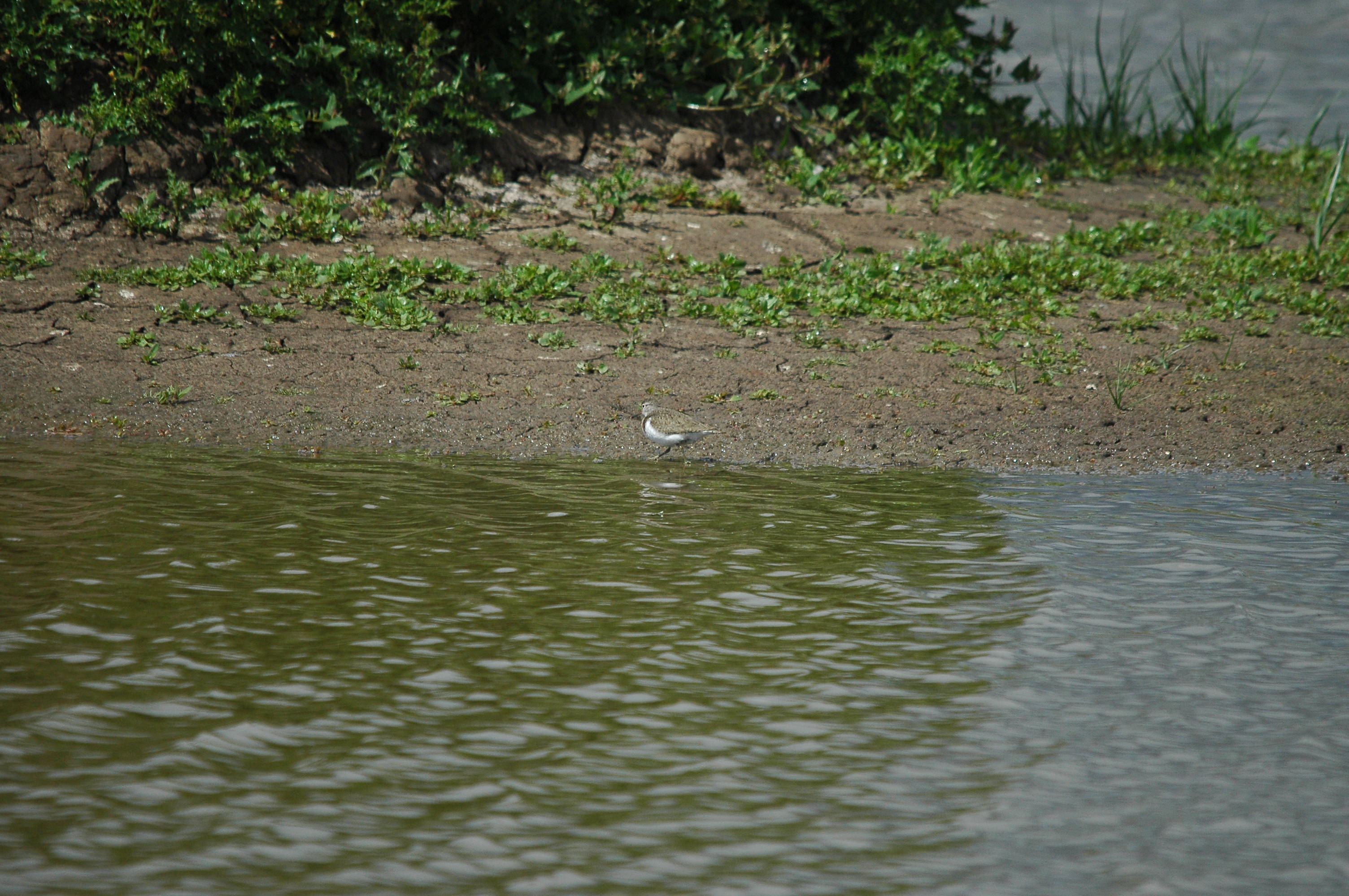 photos/wildlife/Bird_Species/063-Waders/1563-Common_Sandpiper/dsc_2637.jpg