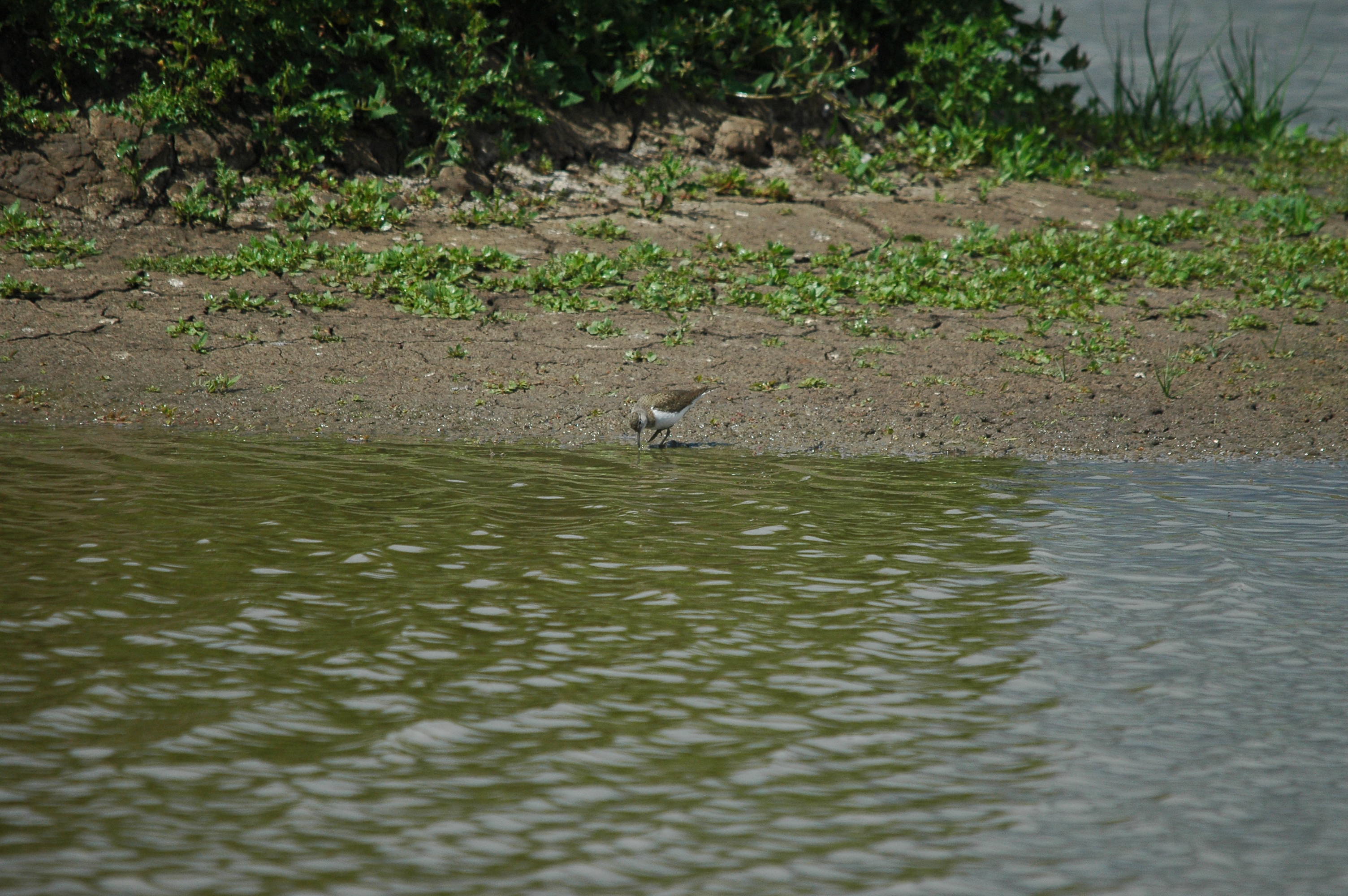 photos/wildlife/Bird_Species/063-Waders/1563-Common_Sandpiper/dsc_2638.jpg