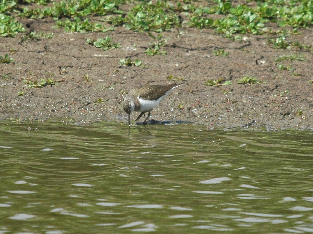 photos/wildlife/Bird_Species/063-Waders/1563-Common_Sandpiper/dsc_2638_sm.jpg